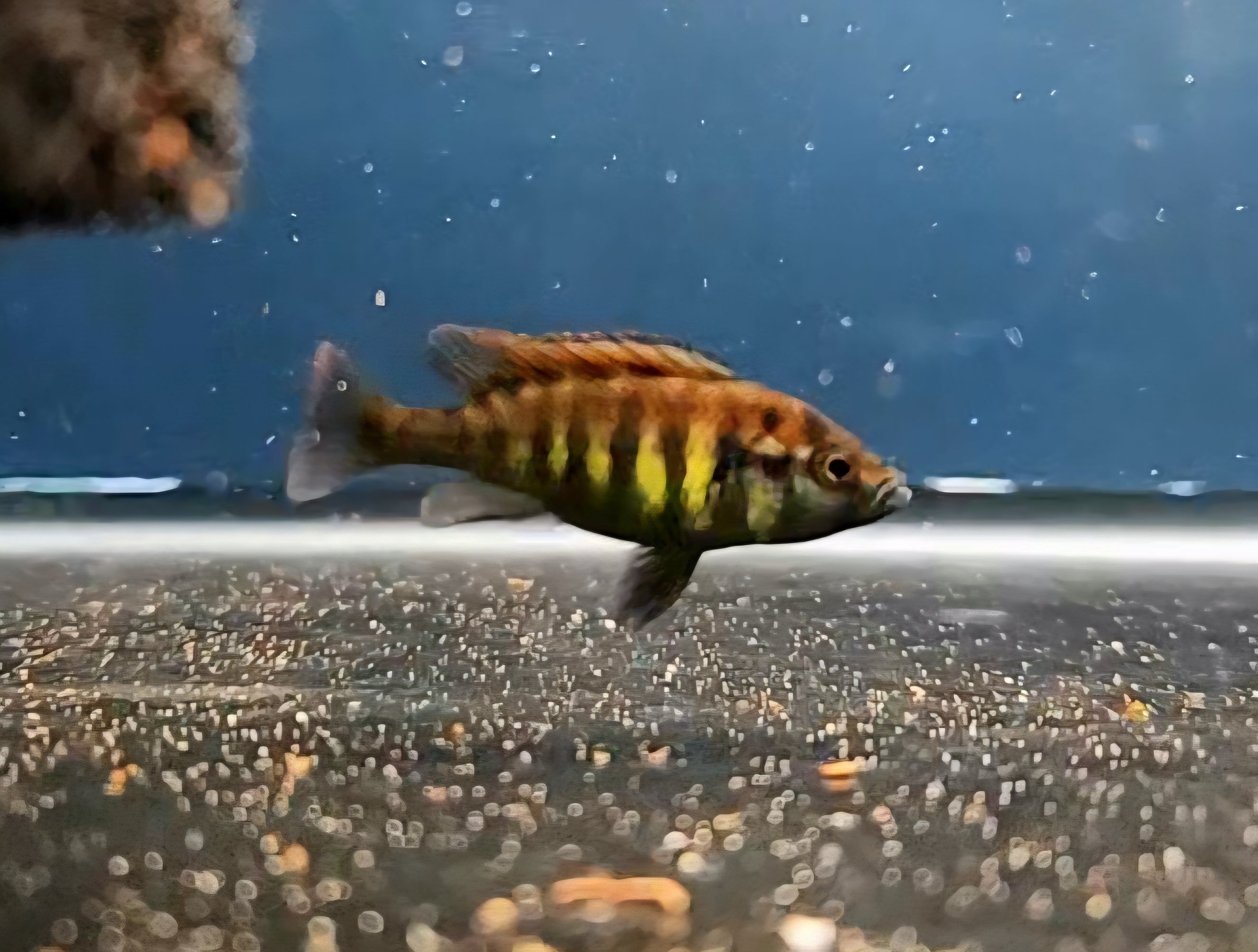 Crimson Tide Flameback Cichlid 'Python Island' (Pundamilia nyererei ...