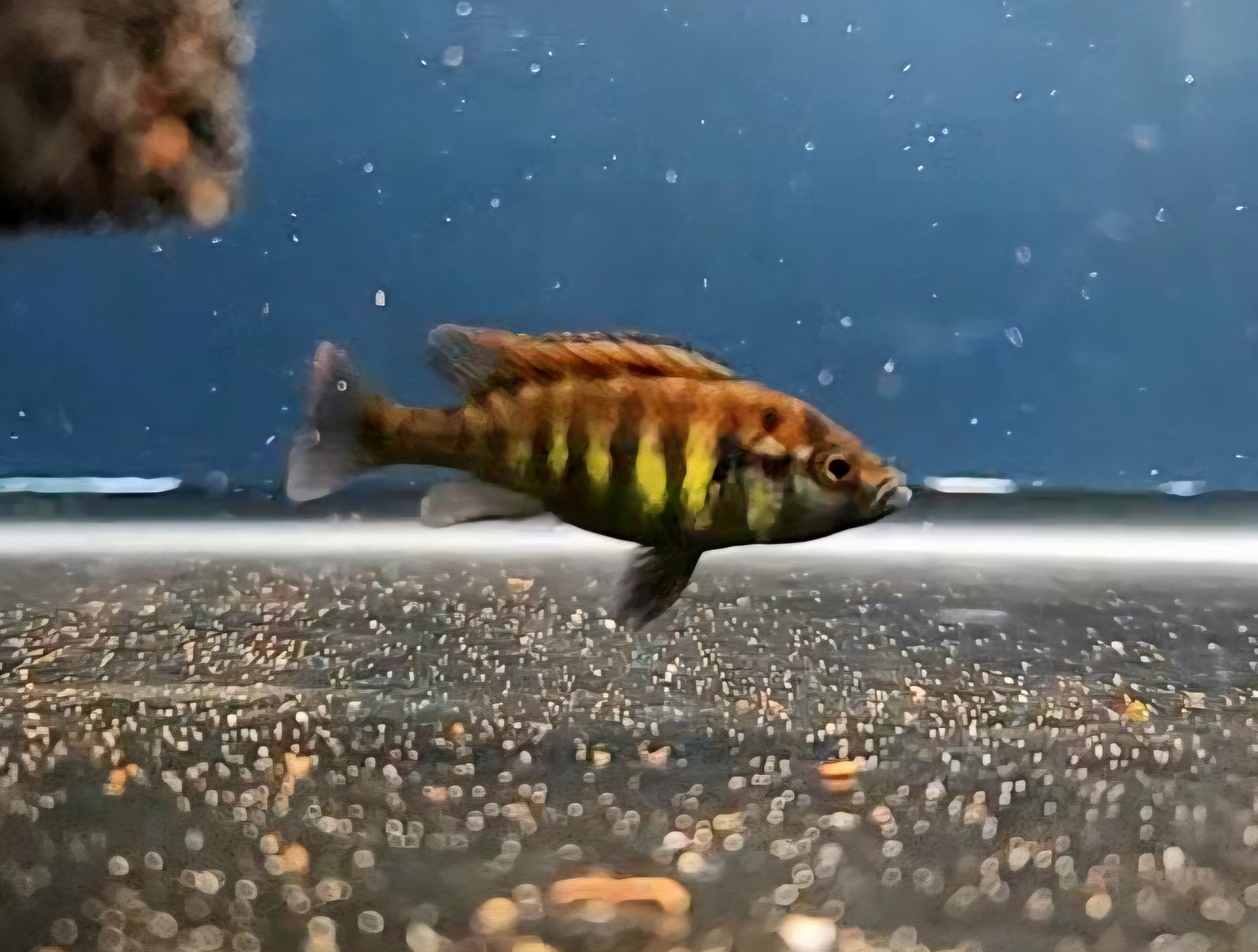 Crimson Tide Flameback Cichlid 'Python Island' (Pundamilia nyererei )