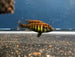 Crimson Tide Flameback Cichlid 'Python Island' (Pundamilia nyererei )
