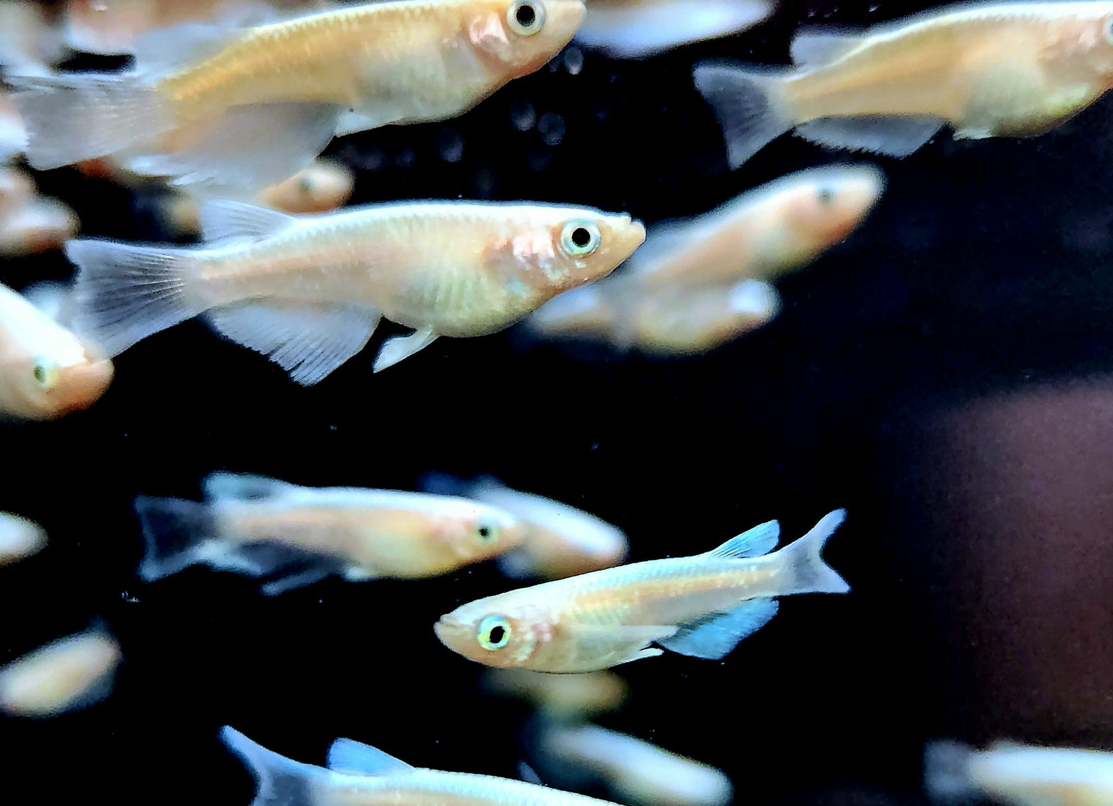 RLF Platinum Ricefish