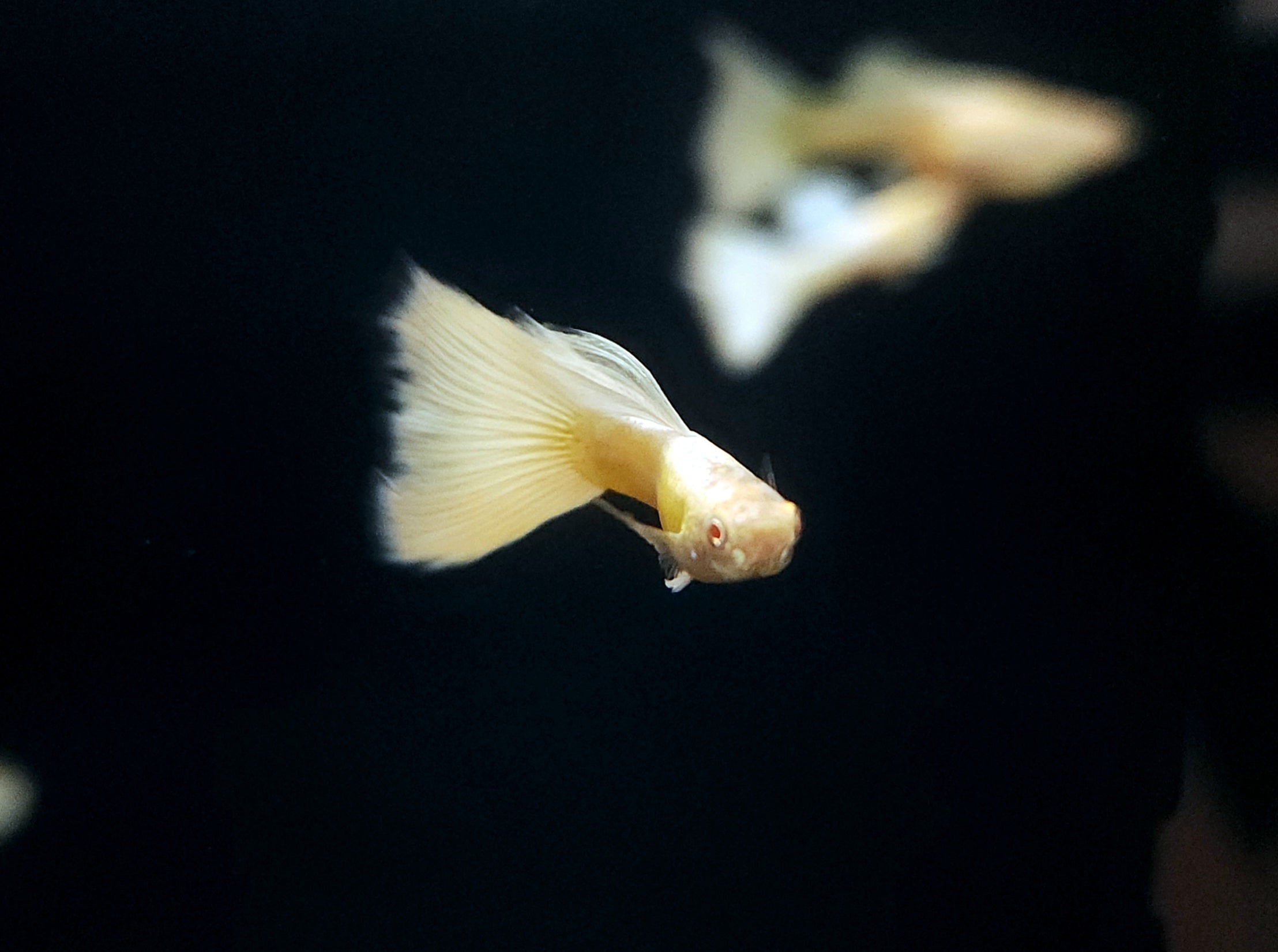 Albino Platinum Guppy (Poecilia reticulata) Pair