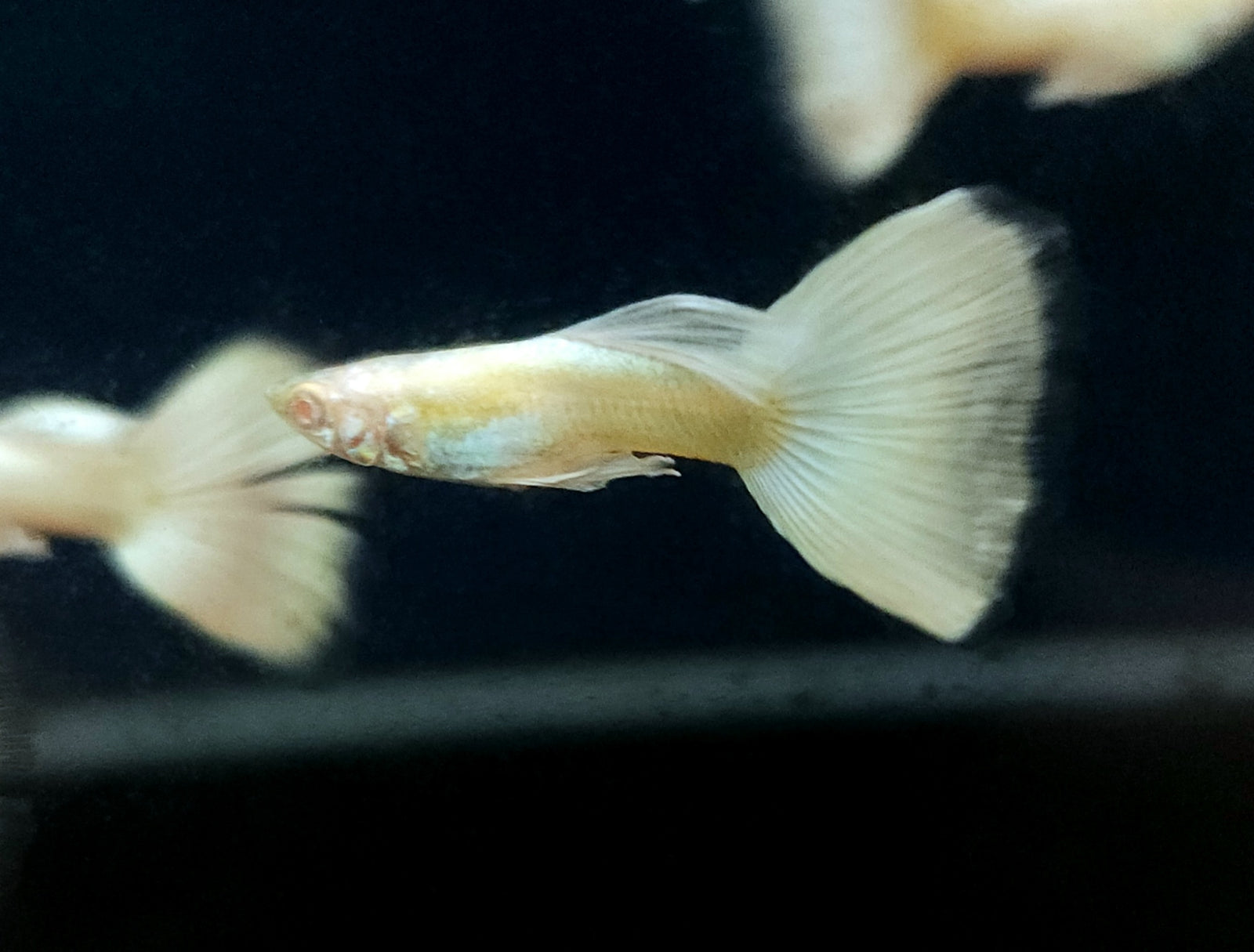 Albino Platinum Guppy (Poecilia reticulata) Pair