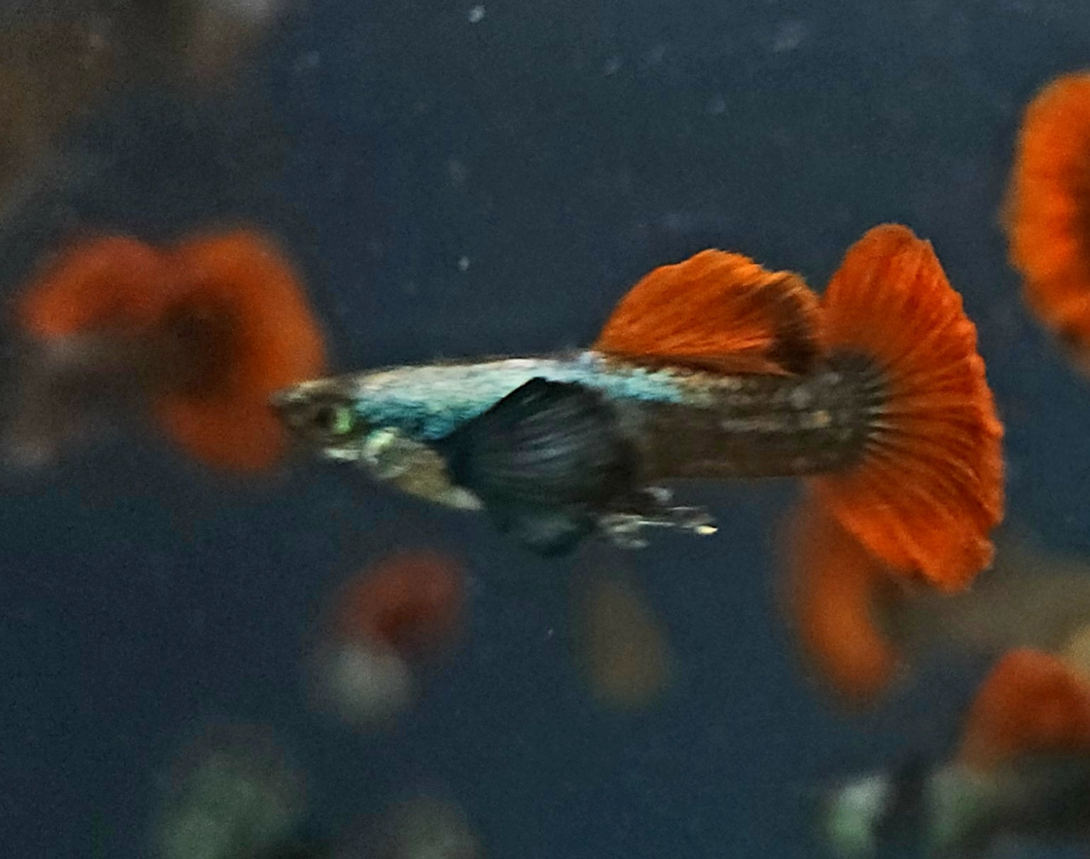 Platinum Redtail Dumbo Ear Guppy (Poecilia reticulata) Pair