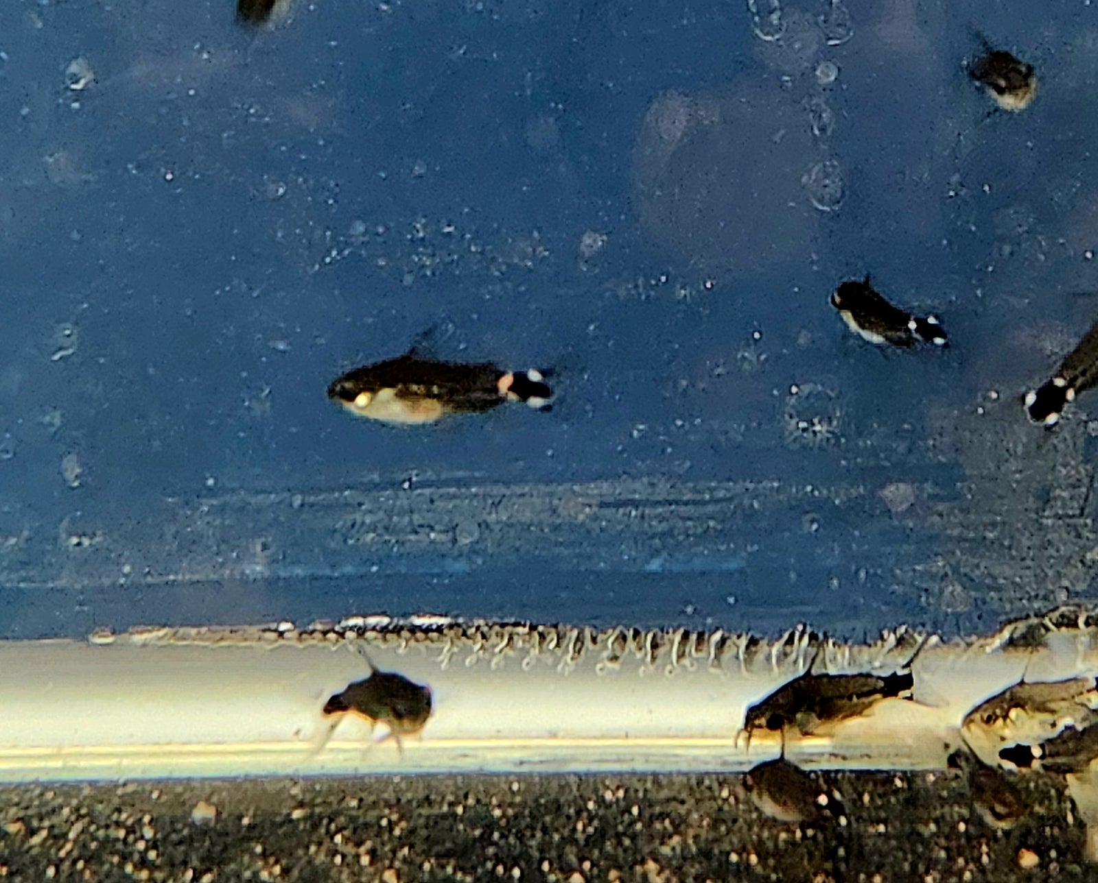 Diamond Tail Cory (Gastrodermus hastatus)