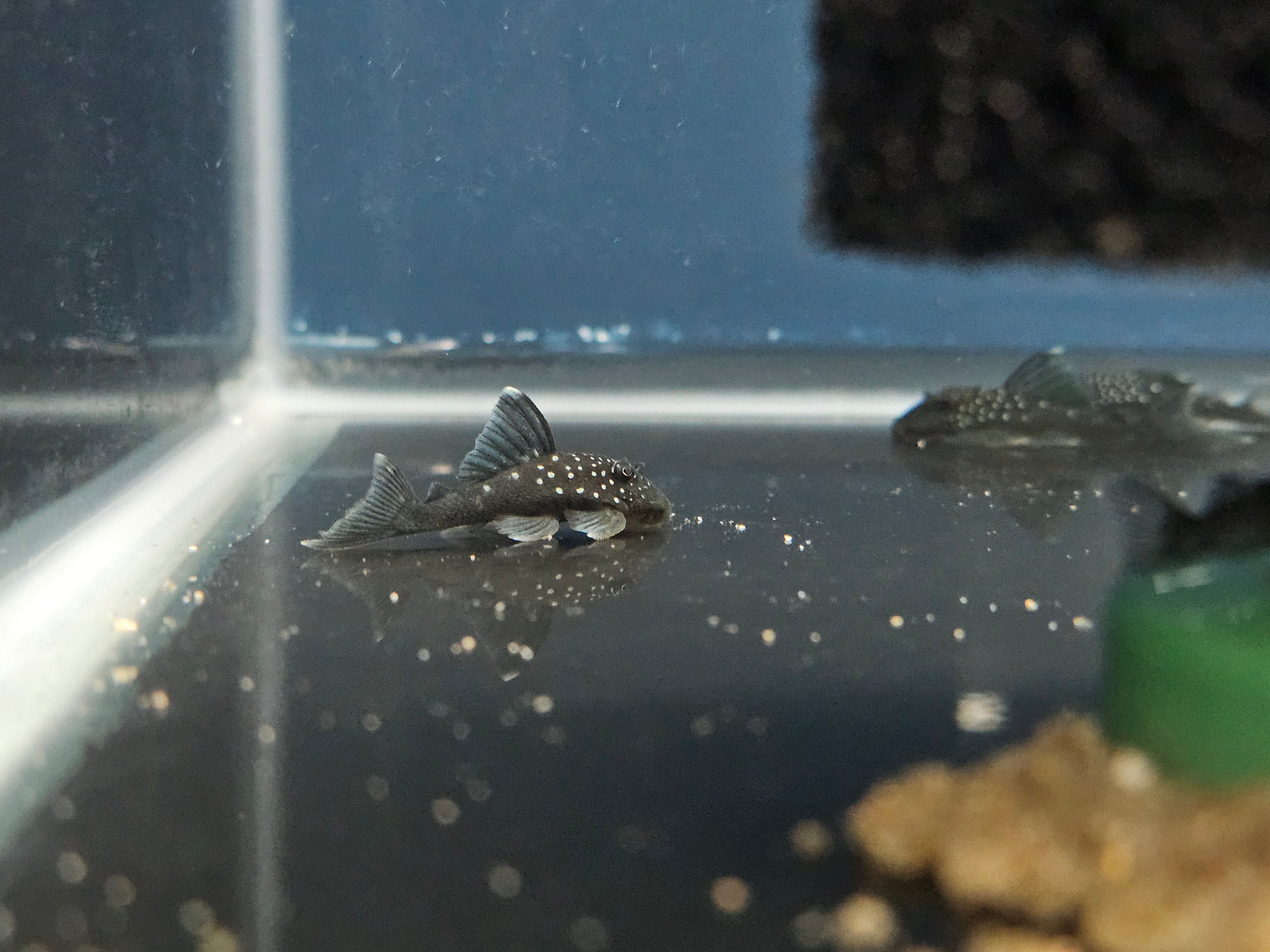 L128 Blue Phantom Pleco (Hemiancistrus sp.)