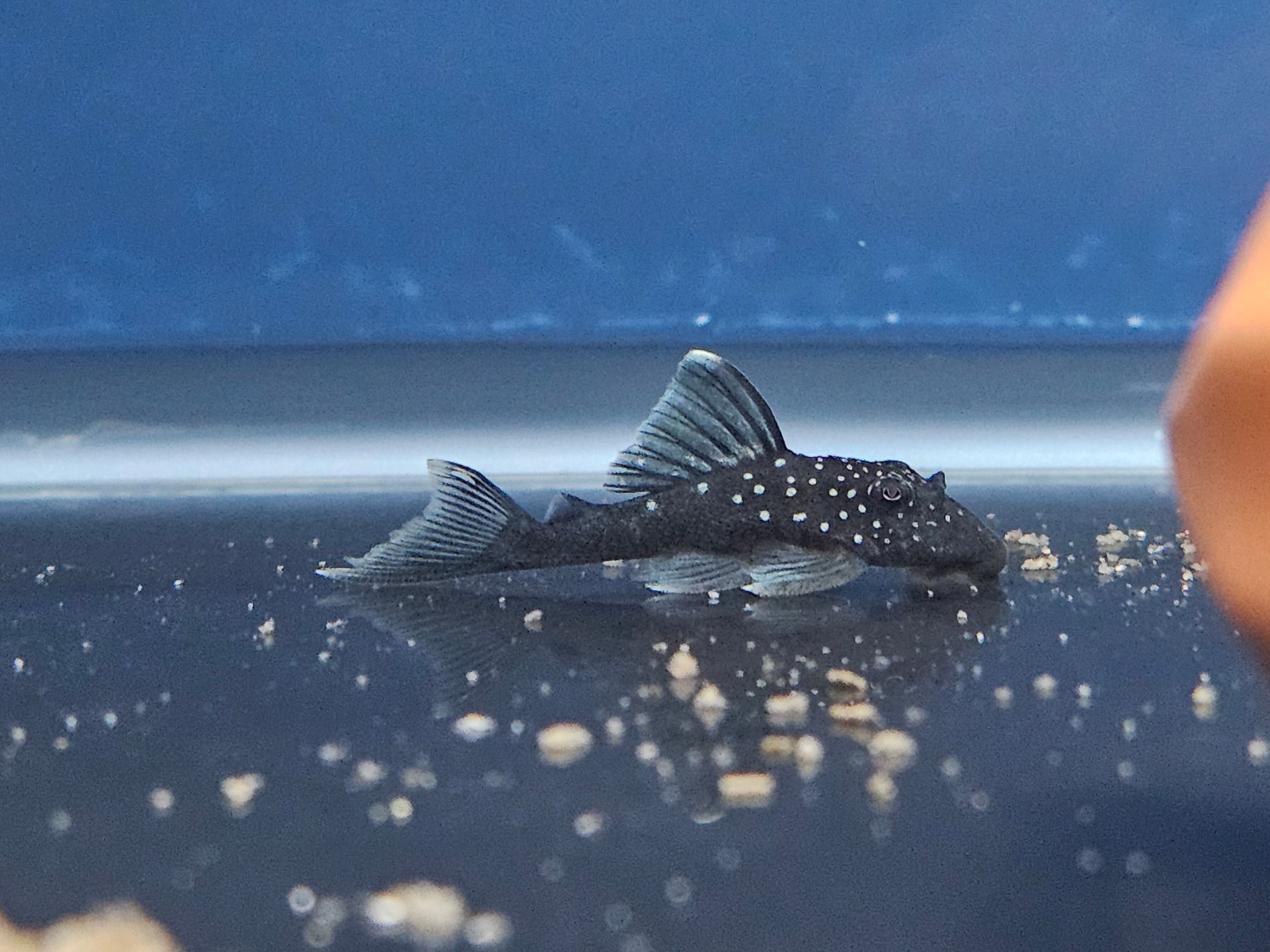 L128 Blue Phantom Pleco (Hemiancistrus sp.)
