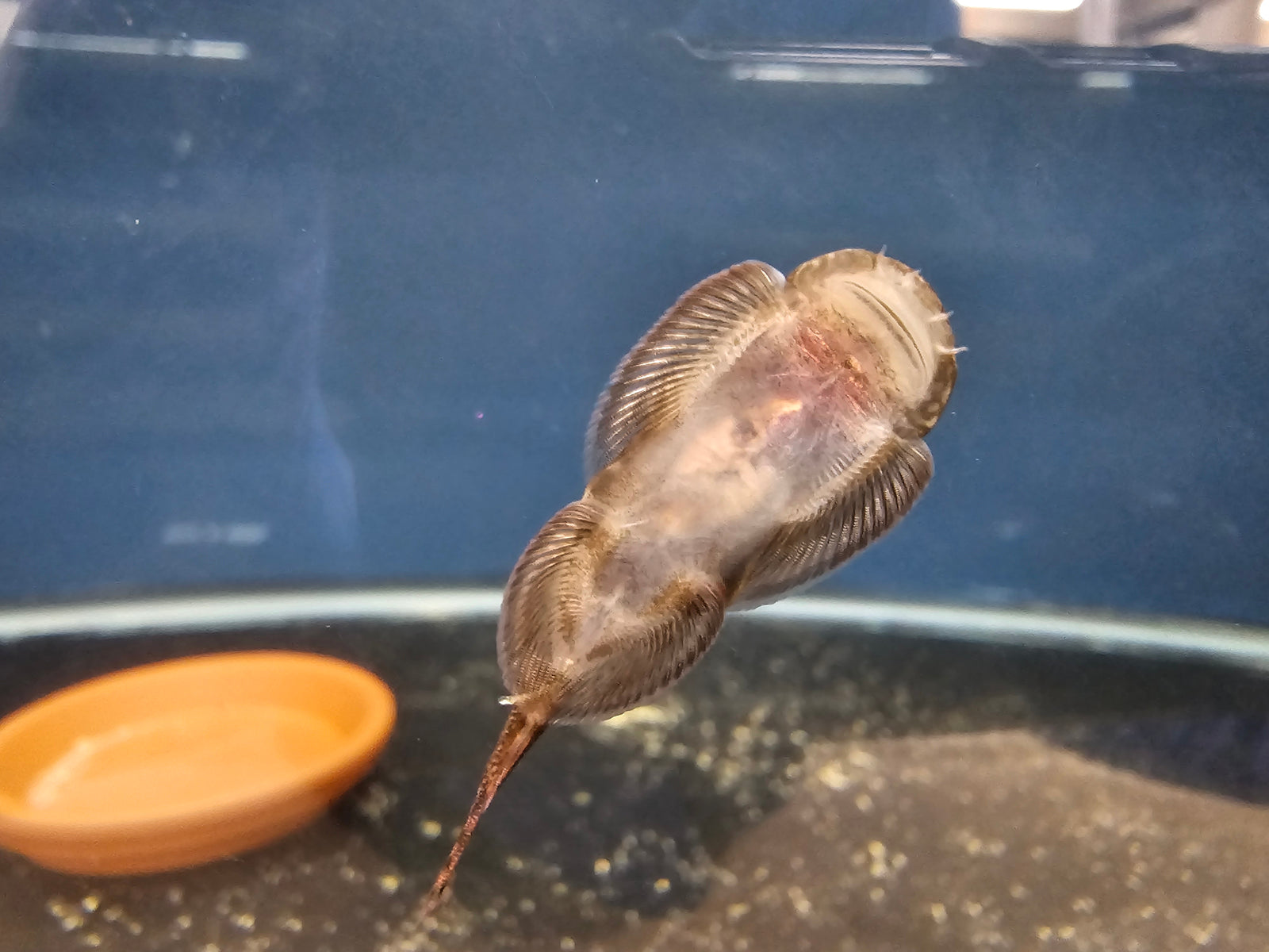 Red Devil Hillstream Loach