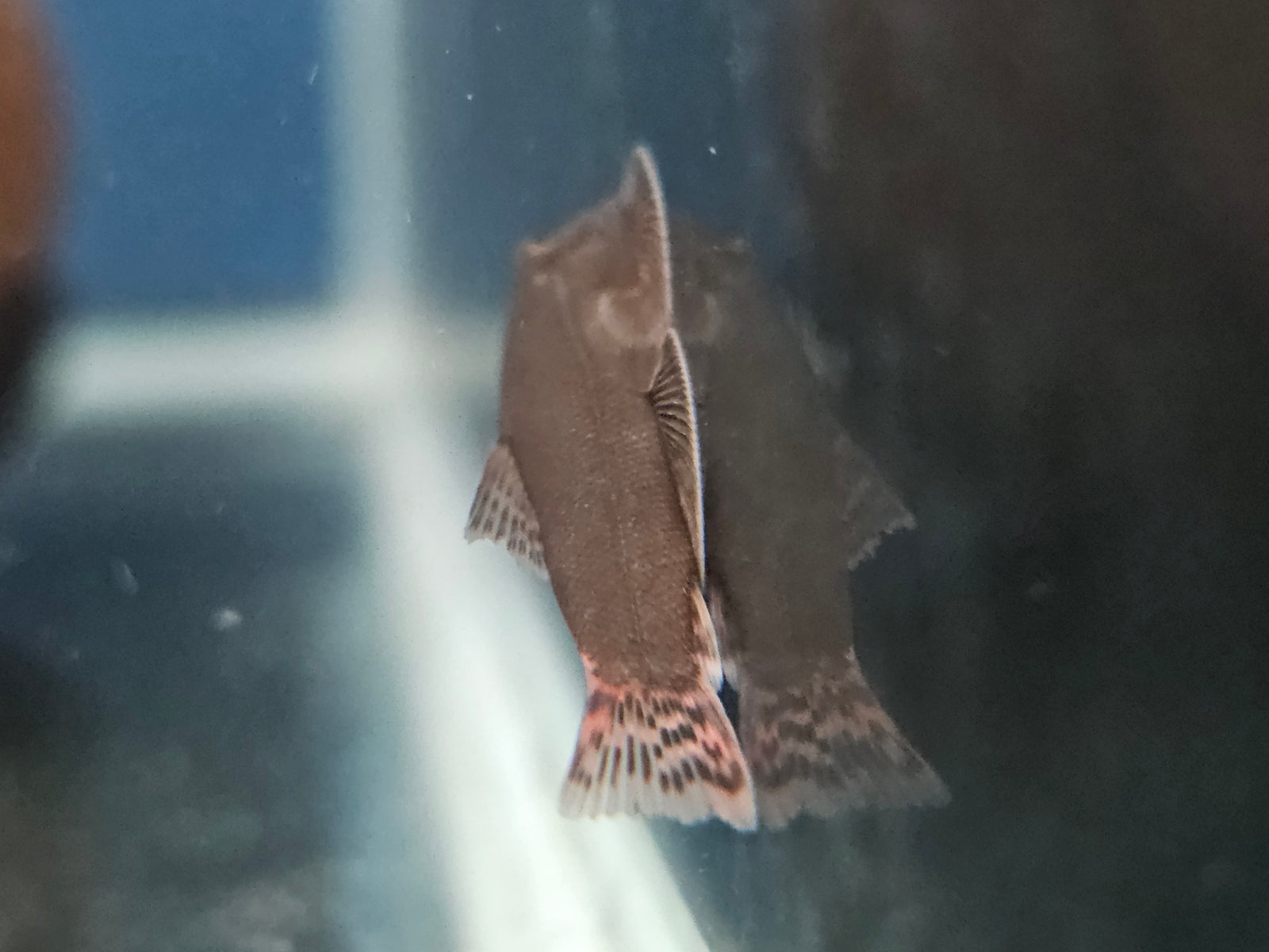 Red Devil Hillstream Loach