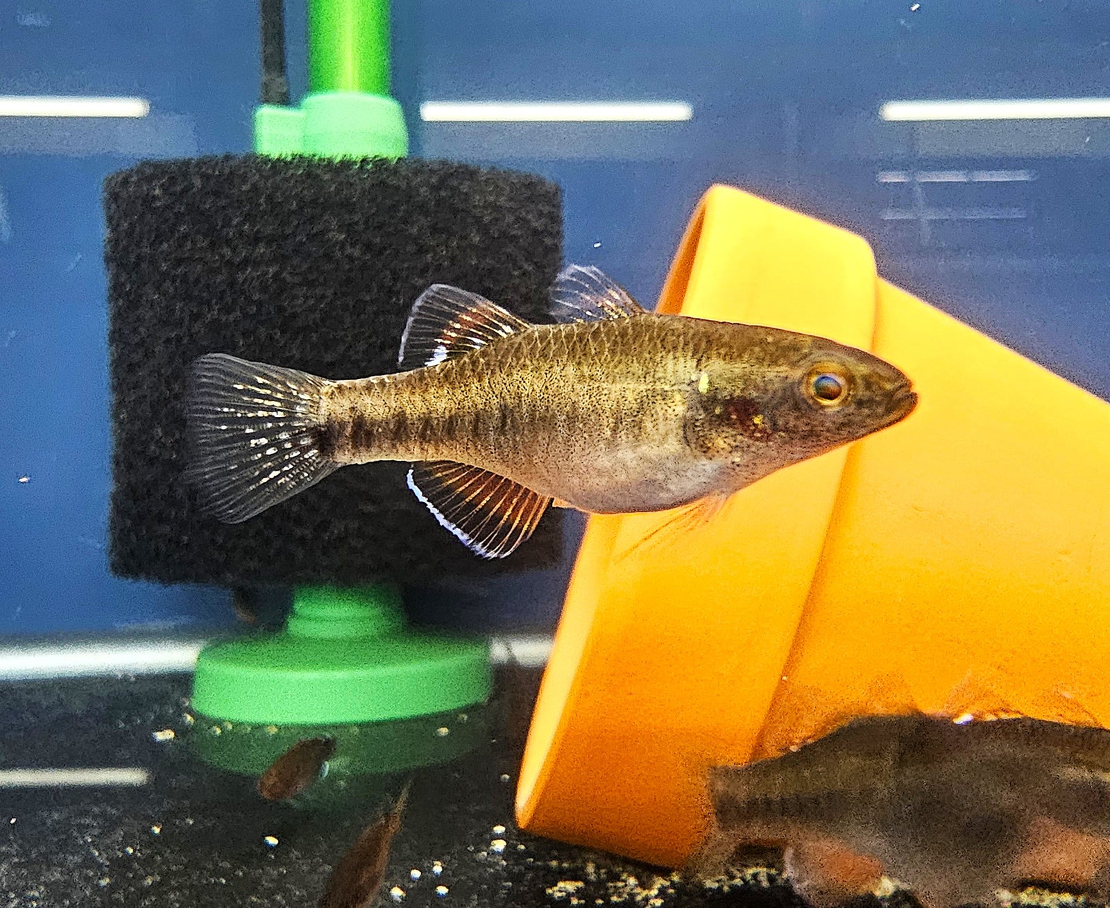 Empire Gudgeon (Hypseleotris compressa)
