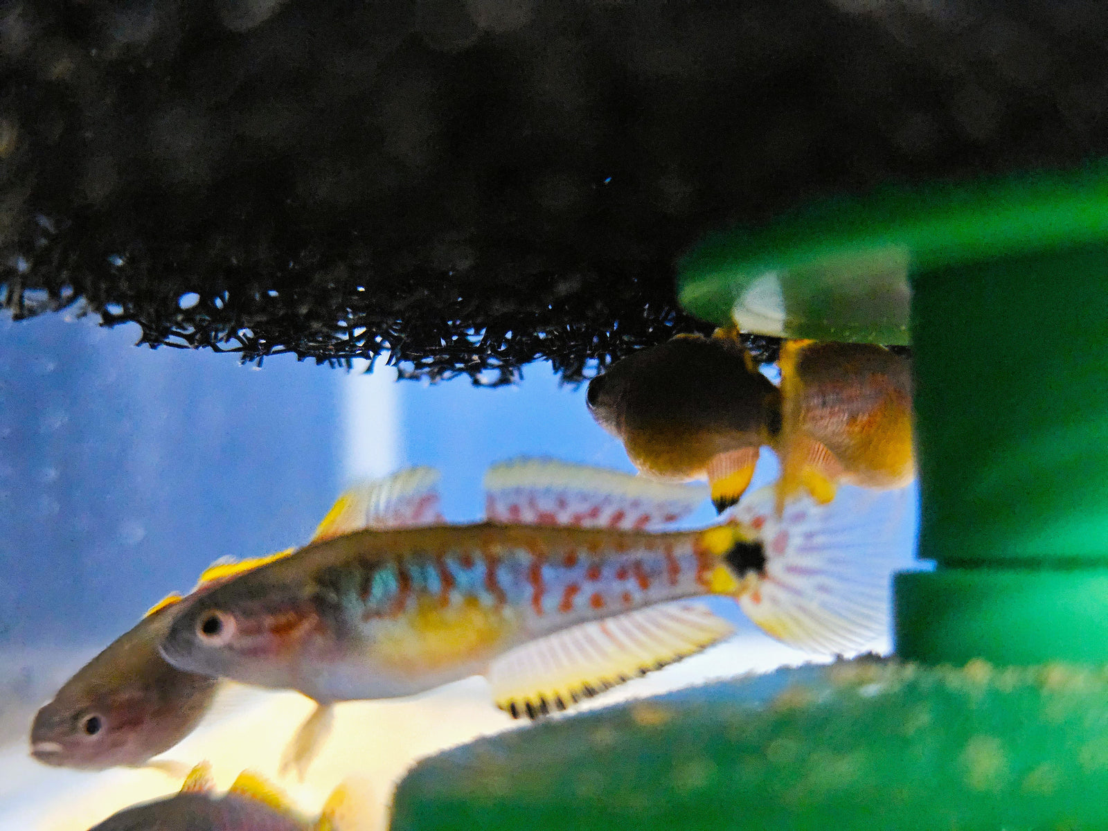 Peacock Gudgeon (Tateurndina ocellicauda)