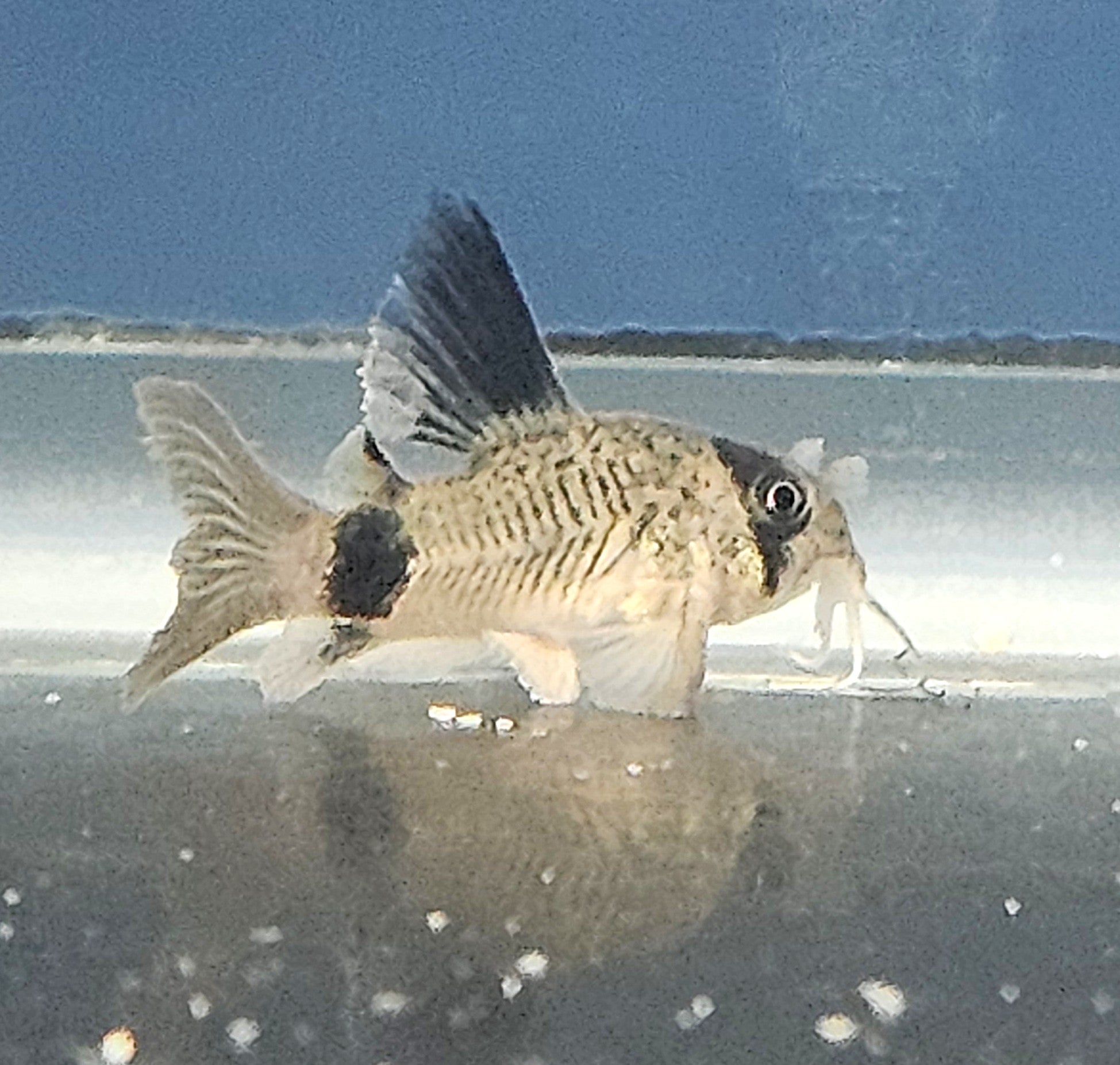 Long Fin Panda Cory (Hoplisoma panda)