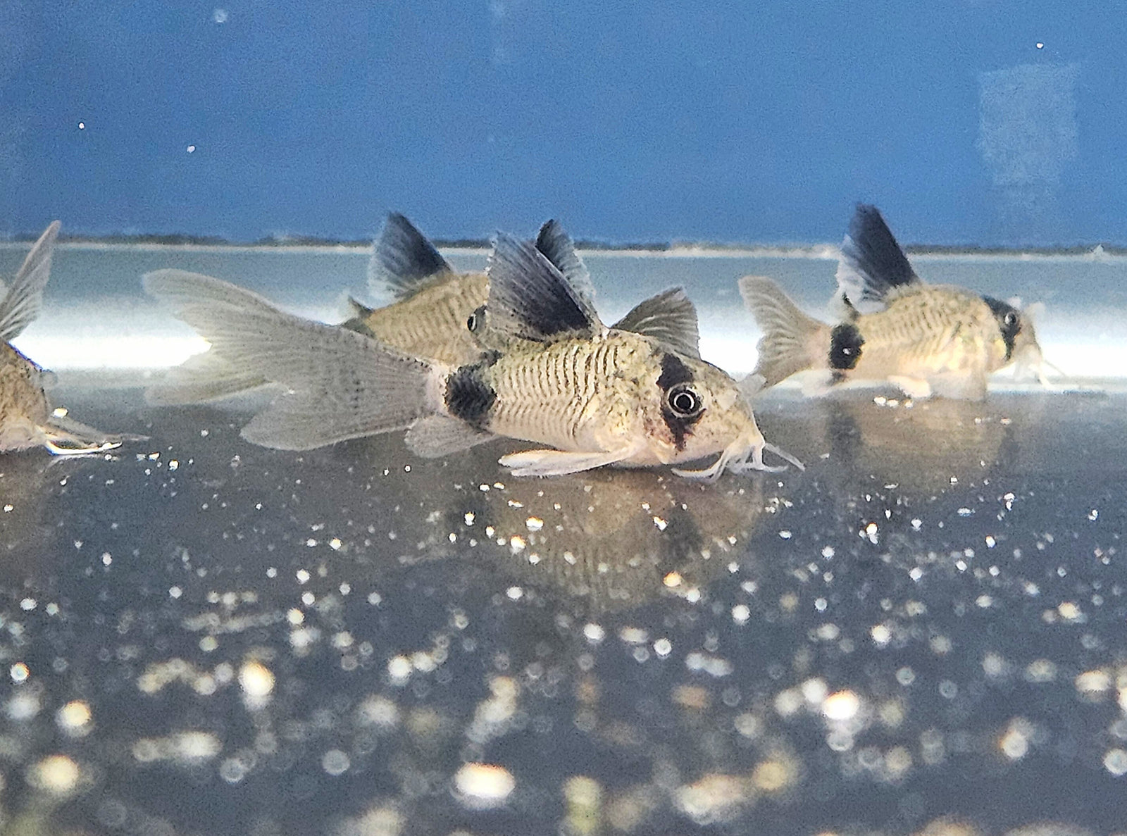 Long Fin Panda Cory (Hoplisoma panda)