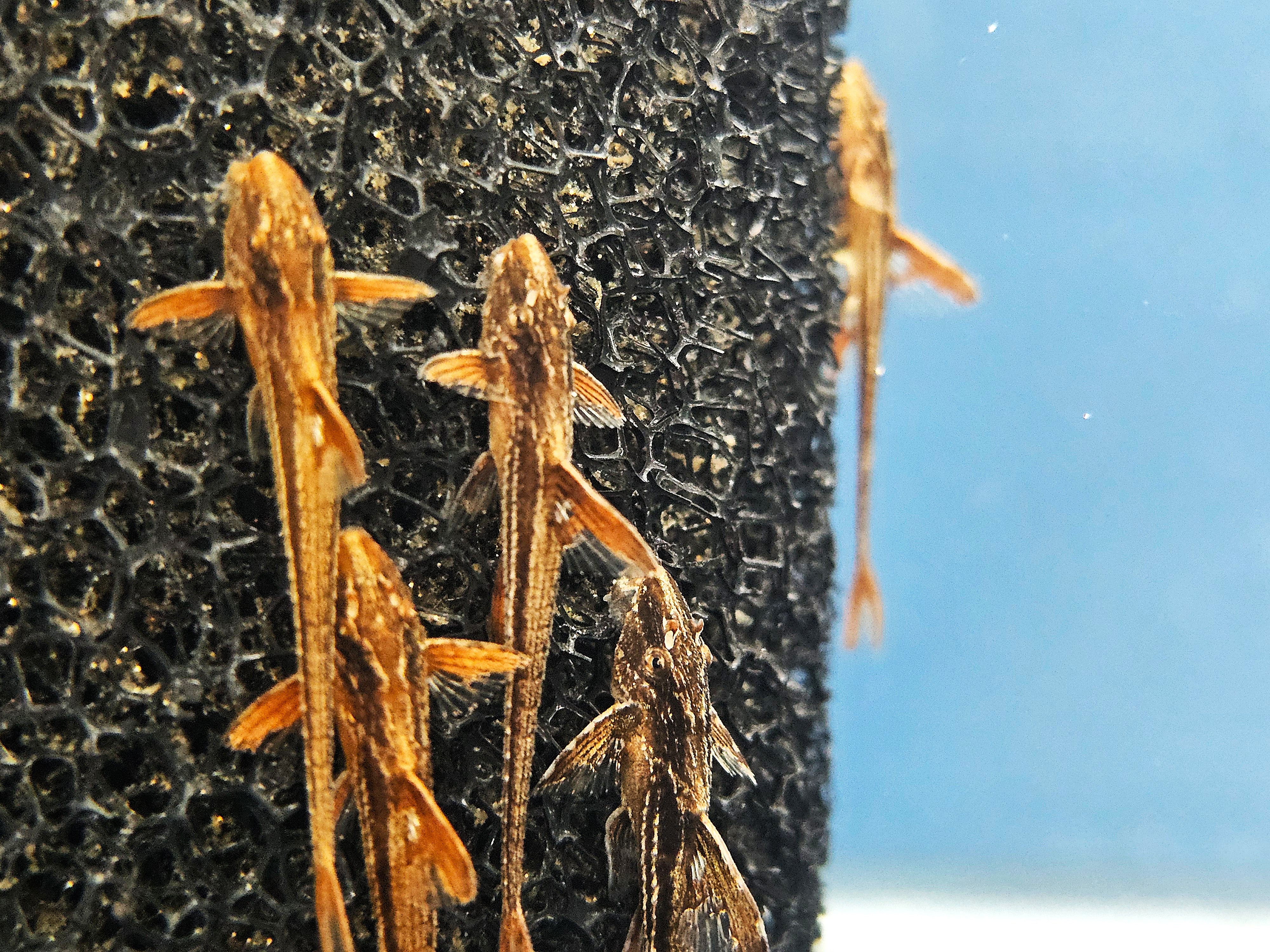 L010a Red Lizard Whiptail (Rineloricaria sp.)