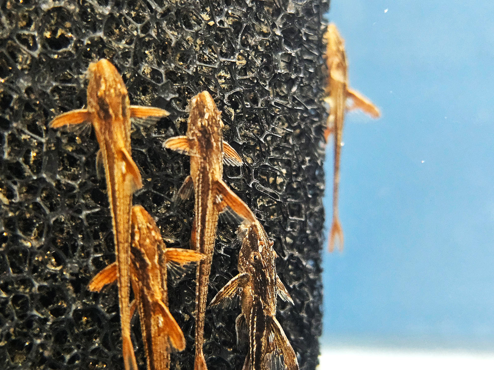 L010a Red Lizard Whiptail (Rineloricaria sp.)