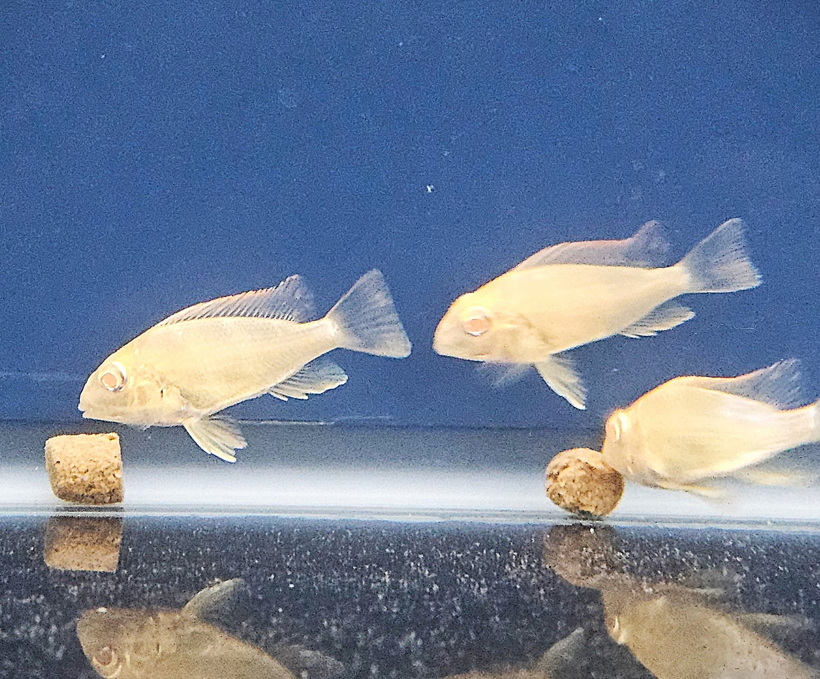 Albino Red Head Tapajos (Geophagus pyrocephalus)