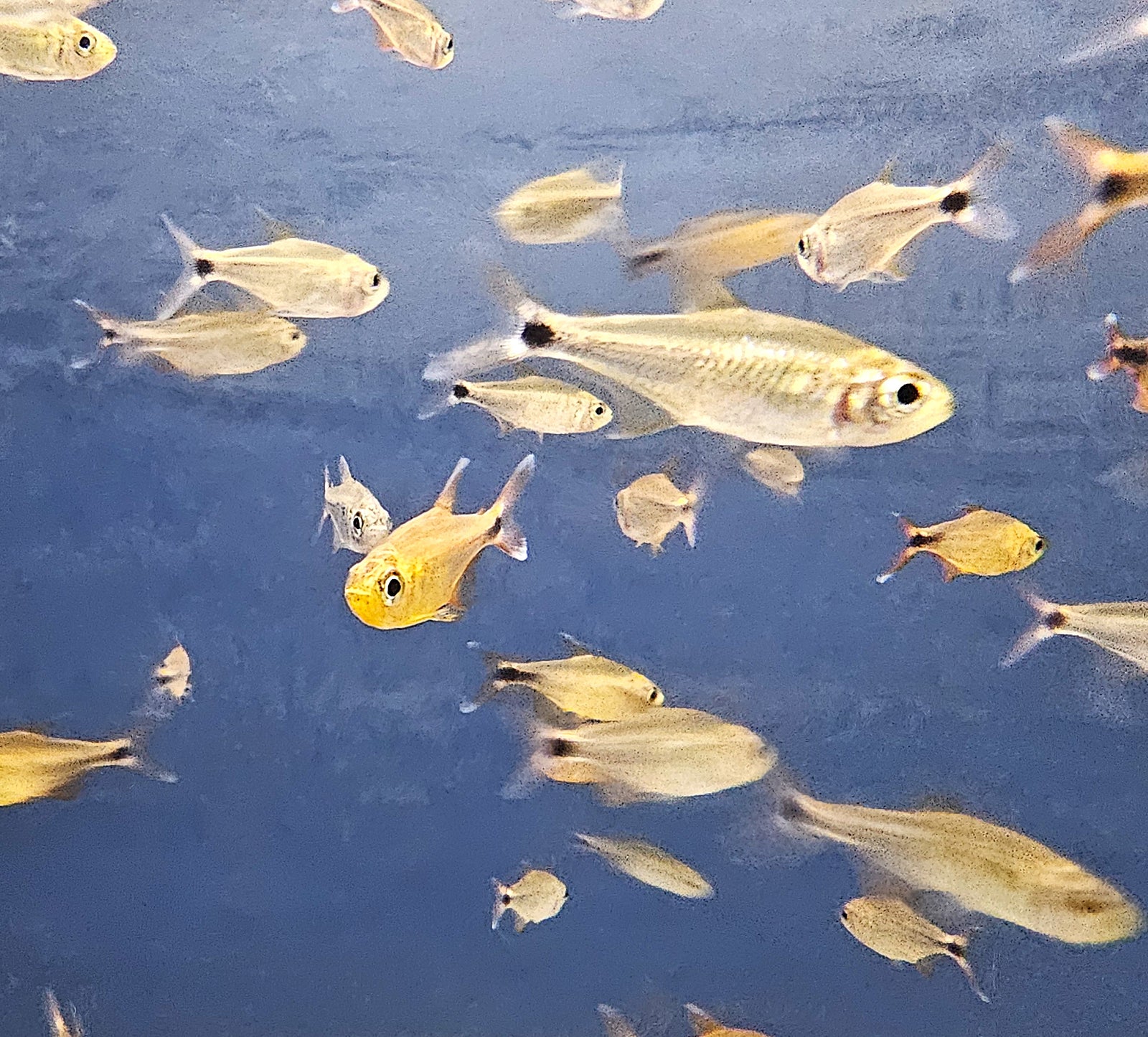 Golden Jewel Tetra 'Rio Araguaia' (Hyphessobrycon moniliger)
