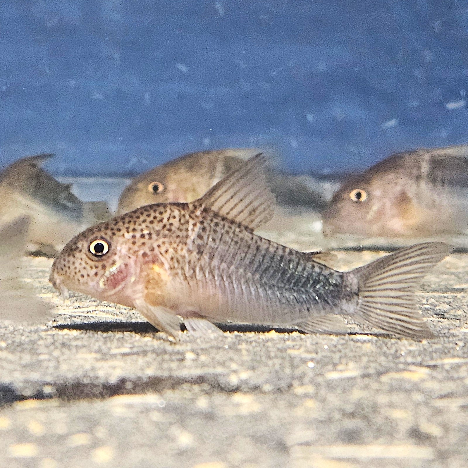 Smudge Spot Cory 'Rio Jamari' (Hoplisoma simile)