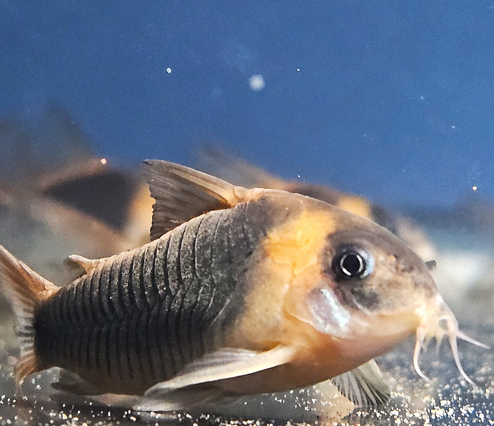 CW043 Eques Cory 'Anori' (Osteogaster eques)