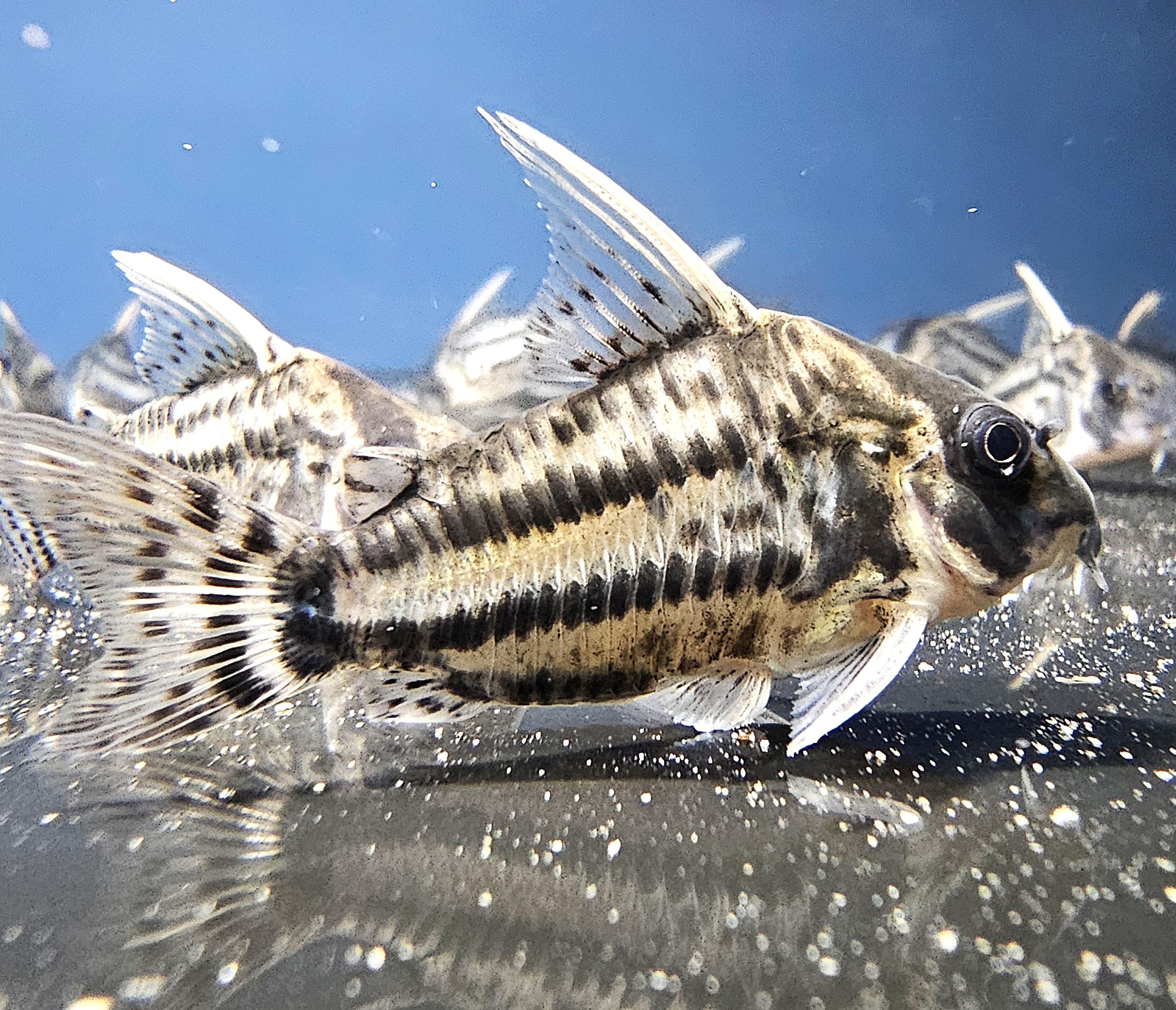 CW028 Super Schwartzi Cory 'Rio Purus' (Hoplisoma sp. CW028)