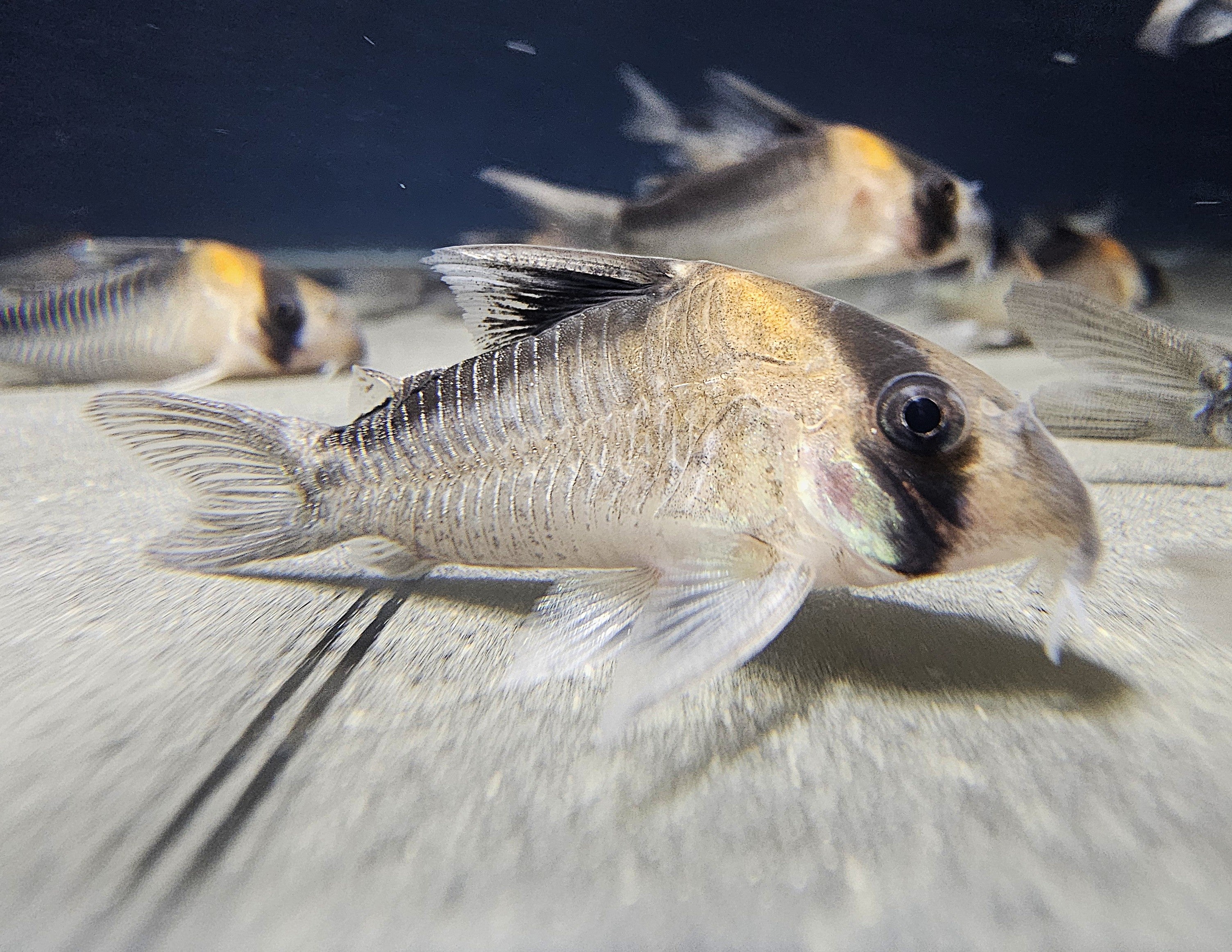Adolfoi Cory 'Rio Uaupés' (Hoplisoma adolfoi)