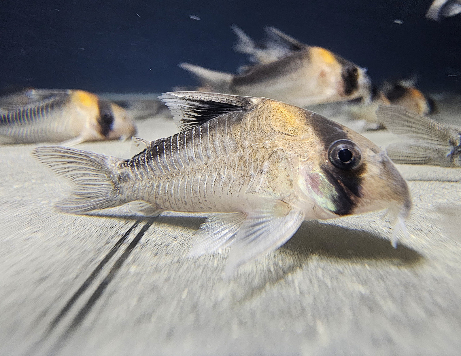 Adolfoi Cory 'Rio Uaupés' (Hoplisoma adolfoi)
