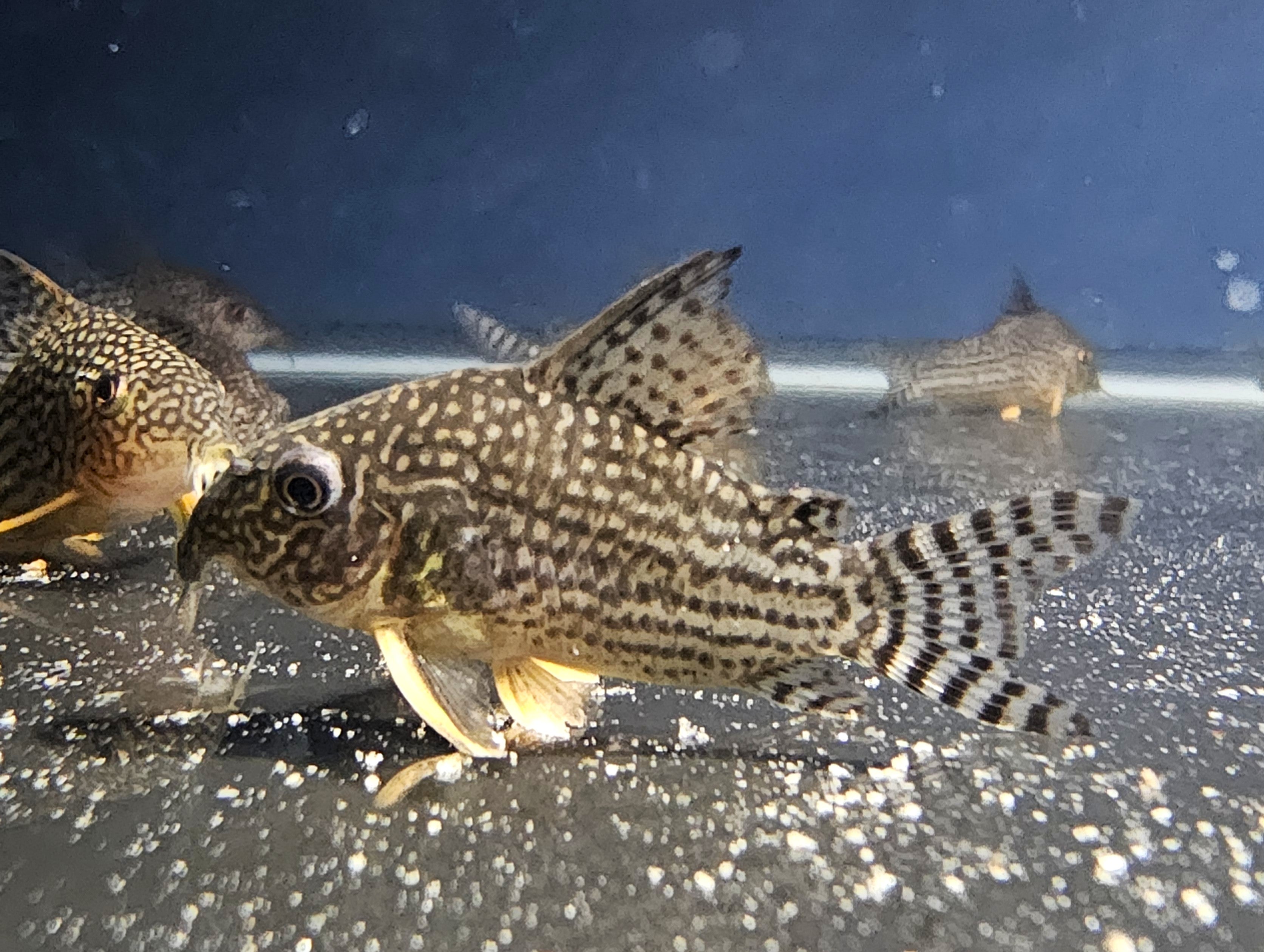 Sterbai Cory 'Guaporé' (Hoplisoma sterbai)