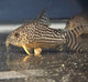 Sterbai Cory 'Guaporé' (Hoplisoma sterbai)