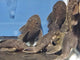 Chubby Pleco 'Rio Tocantins' (Parancistrus aurantiacus)