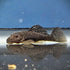 Chubby Pleco 'Rio Tocantins' (Parancistrus aurantiacus)