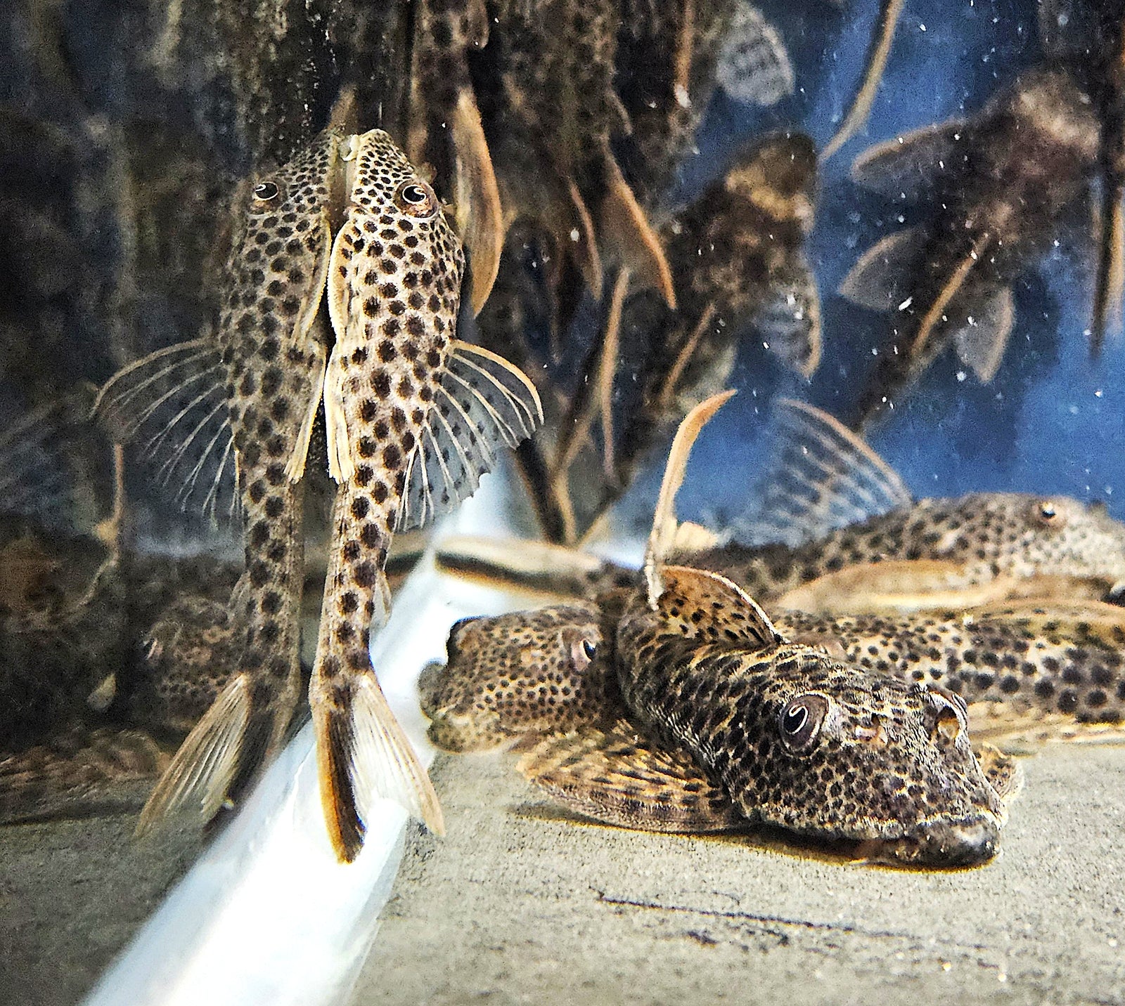 L011 Red Fin Thresher Pleco 'Pará' (Aphanotorulus emarginatus)