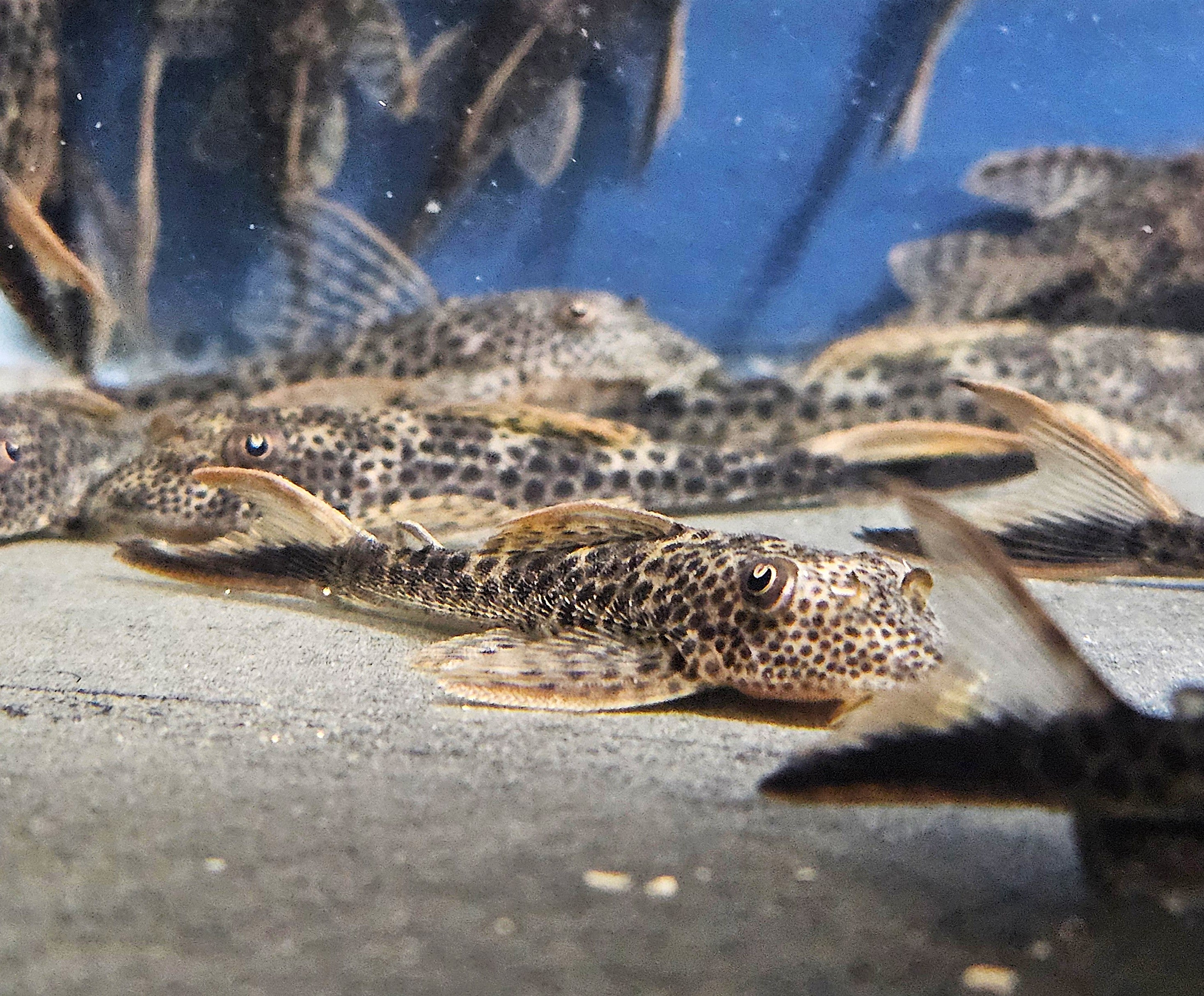 L011 Red Fin Thresher Pleco 'Pará' (Aphanotorulus emarginatus)