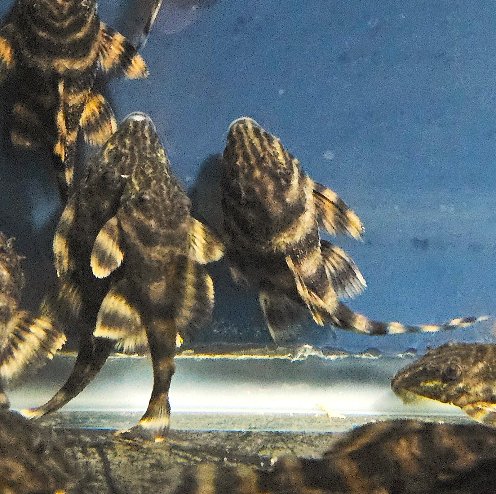 L398 Tanke Tiger Pleco 'Rio Xingu' (Panaqolus tankei)