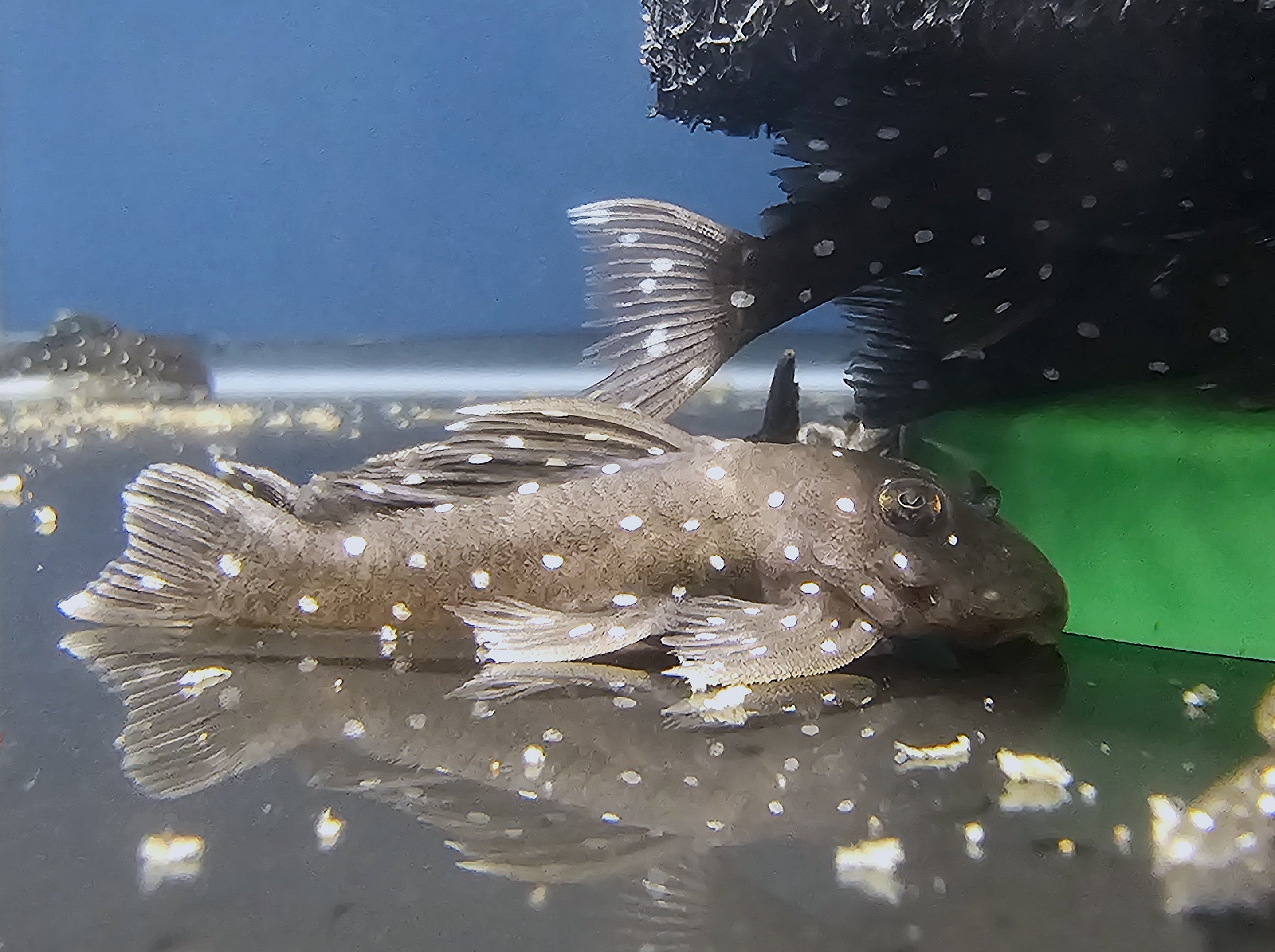 L030 Peppermint Pleco 'Rio Xingu' (Spectracanthicus punctatissimus)