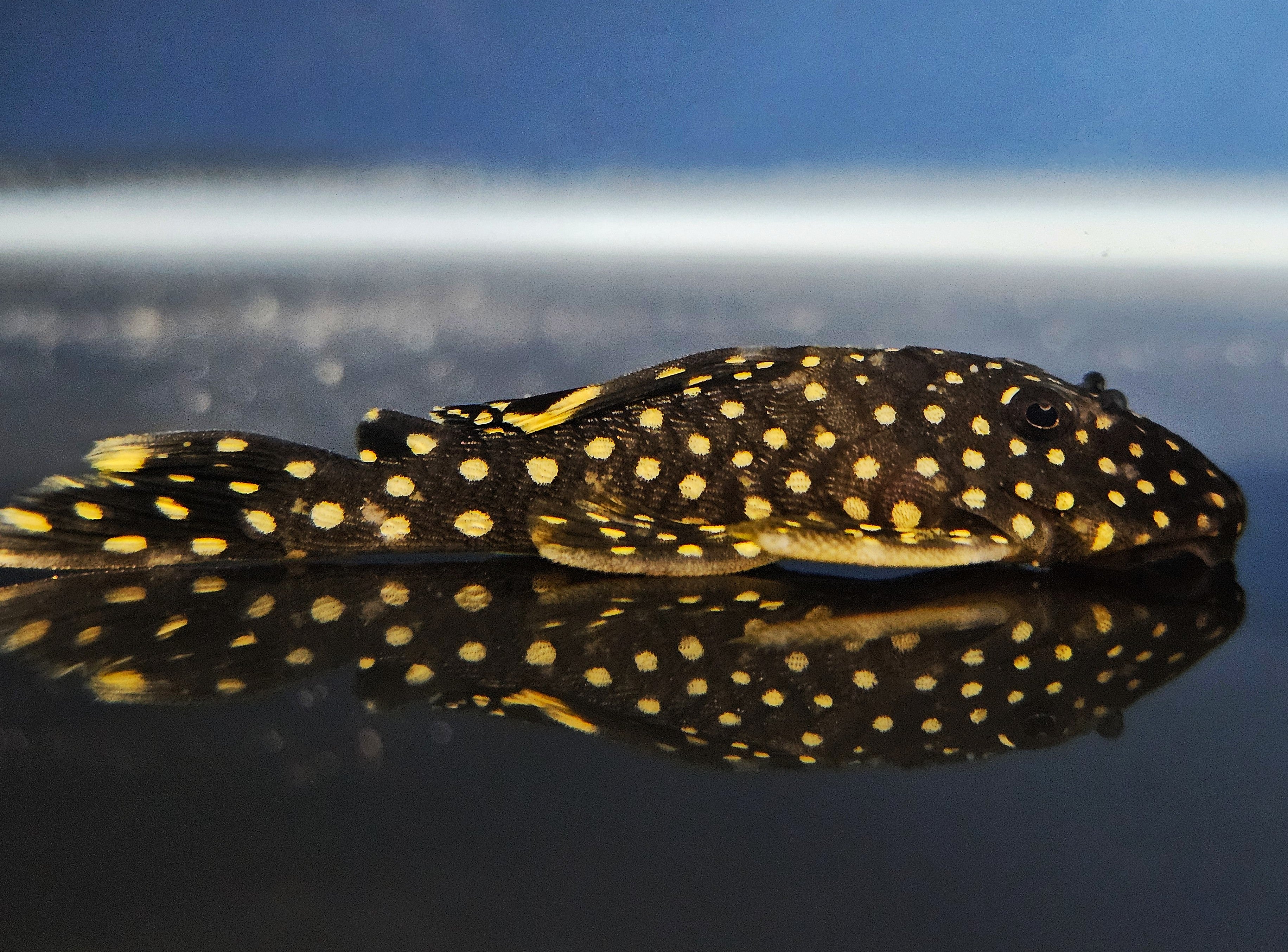 L018 Gold Nugget Pleco 'Rio Xingu' (Baryancistrus xanthellus)