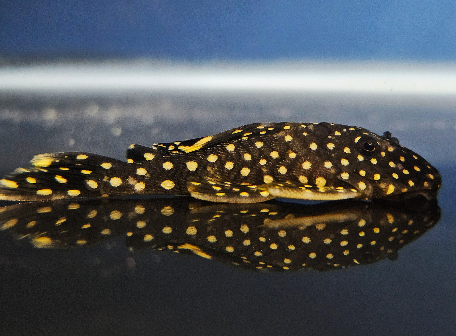 L018 Gold Nugget Pleco 'Rio Xingu' (Baryancistrus xanthellus)