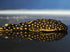 L018 Gold Nugget Pleco 'Rio Xingu' (Baryancistrus xanthellus)