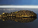 L018 Gold Nugget Pleco 'Rio Xingu' (Baryancistrus xanthellus)