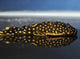 L018 Gold Nugget Pleco 'Rio Xingu' (Baryancistrus xanthellus)