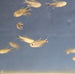Bahia Black Diamond Tetra 'Paraguaçú' (Hyphessobrycon negodagua)