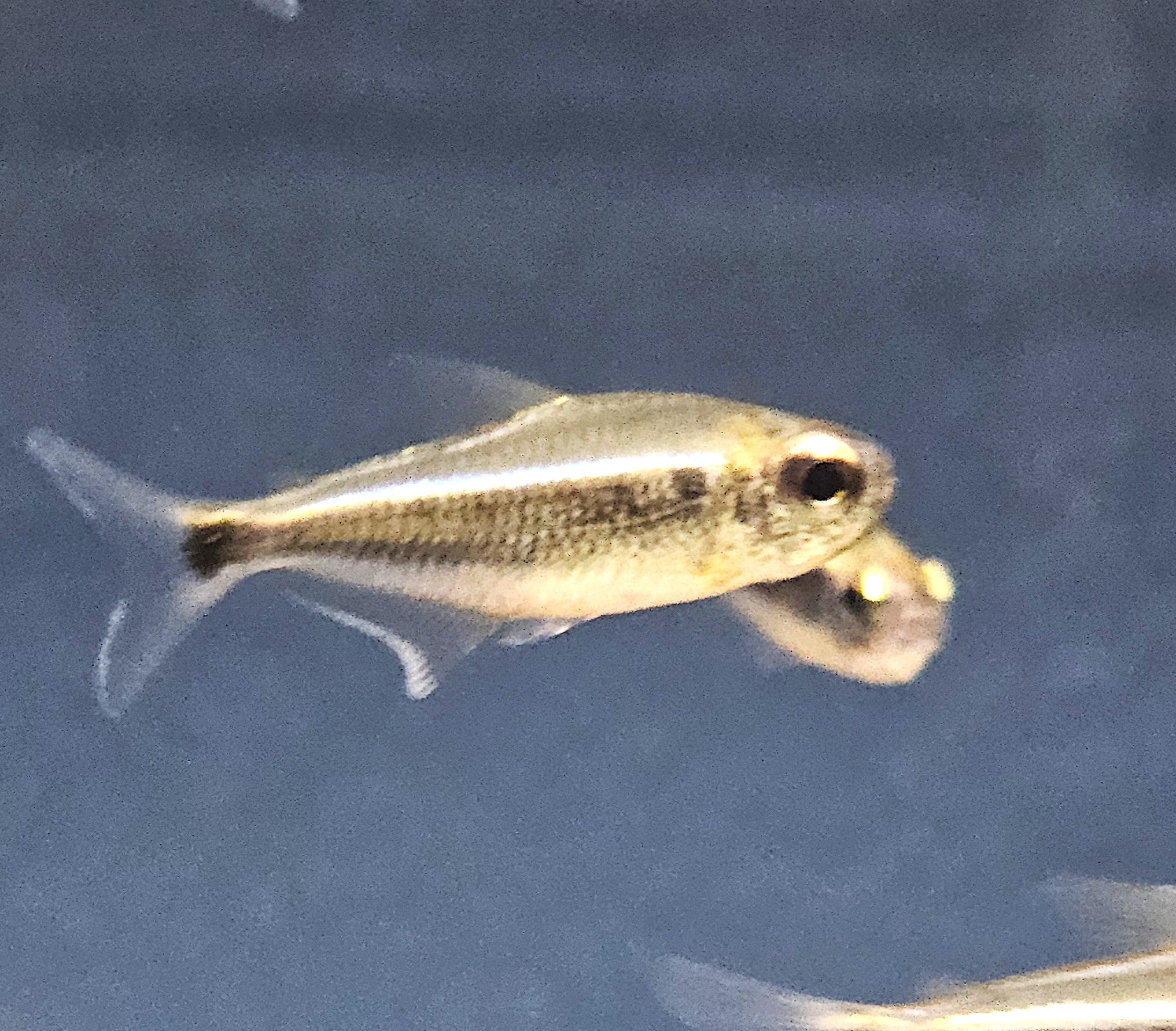 Xingu Black Neon Tetra 'Rio Xingu' (Moenkhausia heikoi)