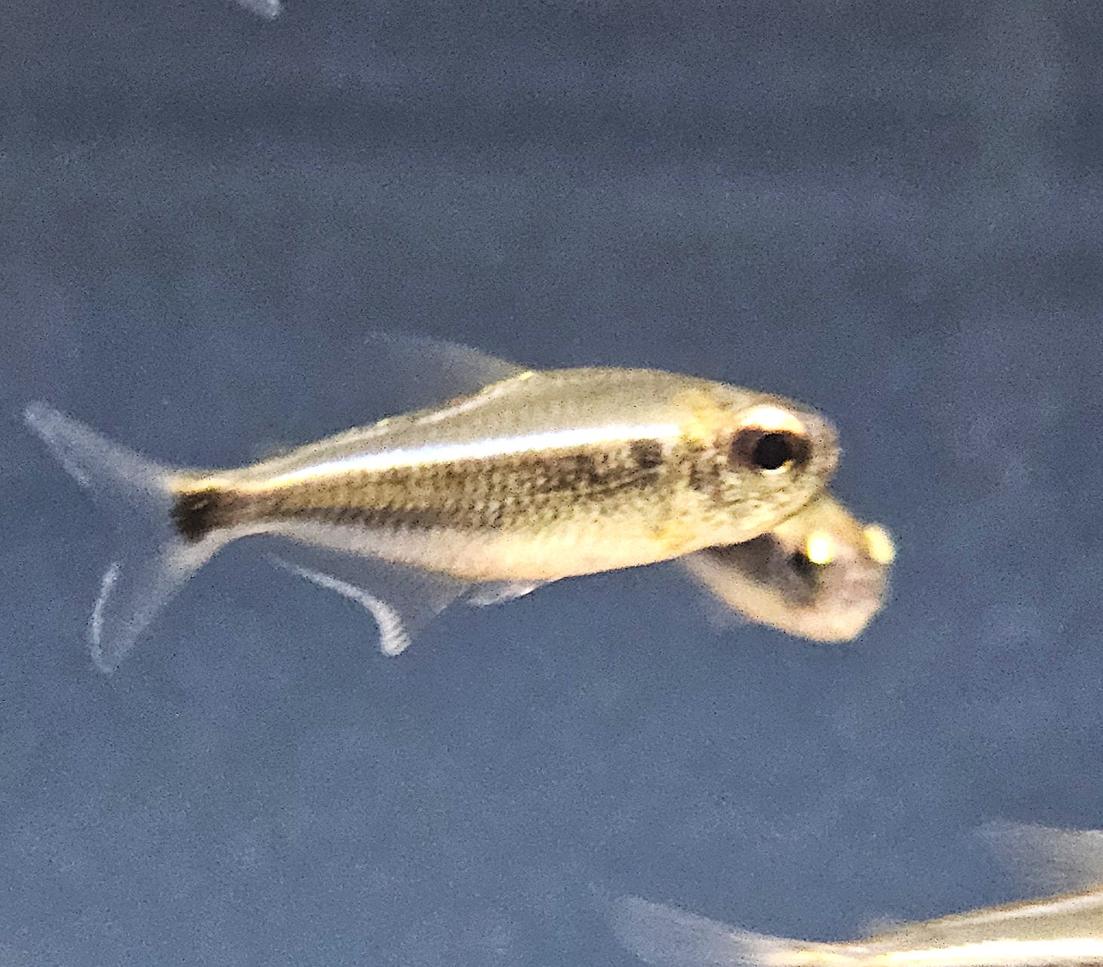 Xingu Black Neon Tetra 'Rio Xingu' (Moenkhausia heikoi)