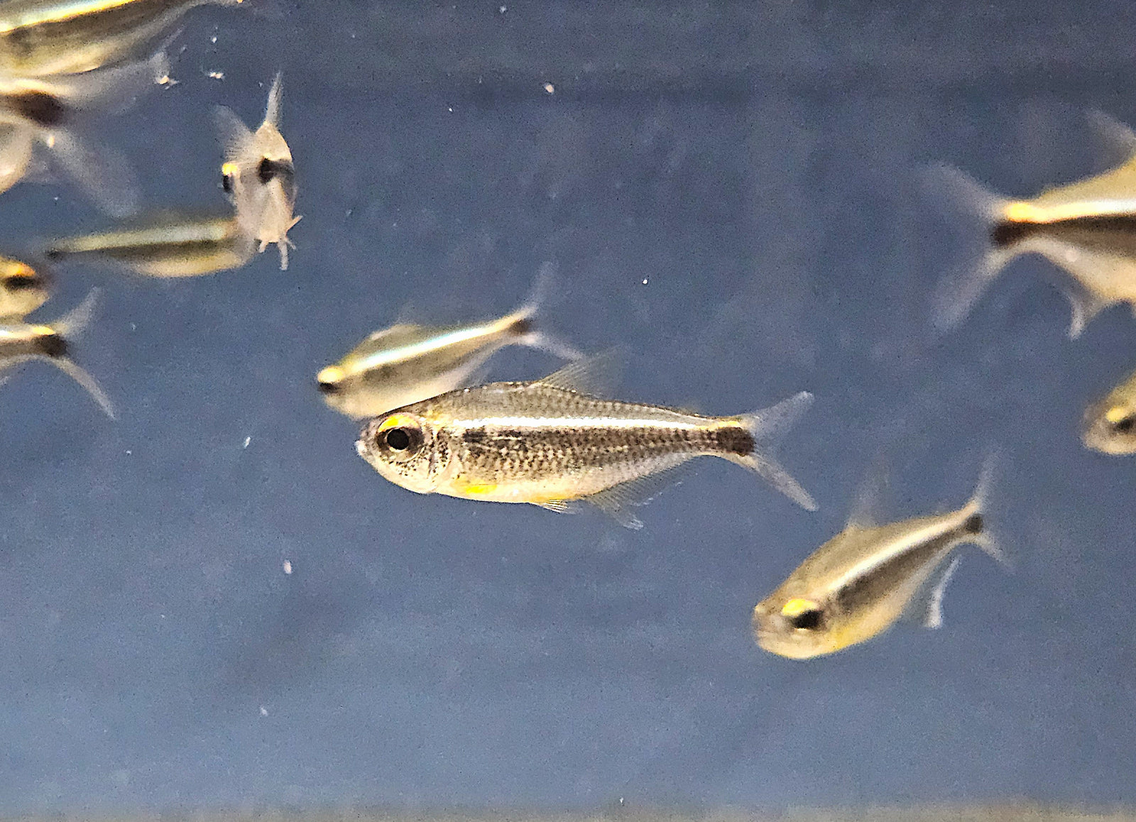 Xingu Black Neon Tetra 'Rio Xingu' (Moenkhausia heikoi)