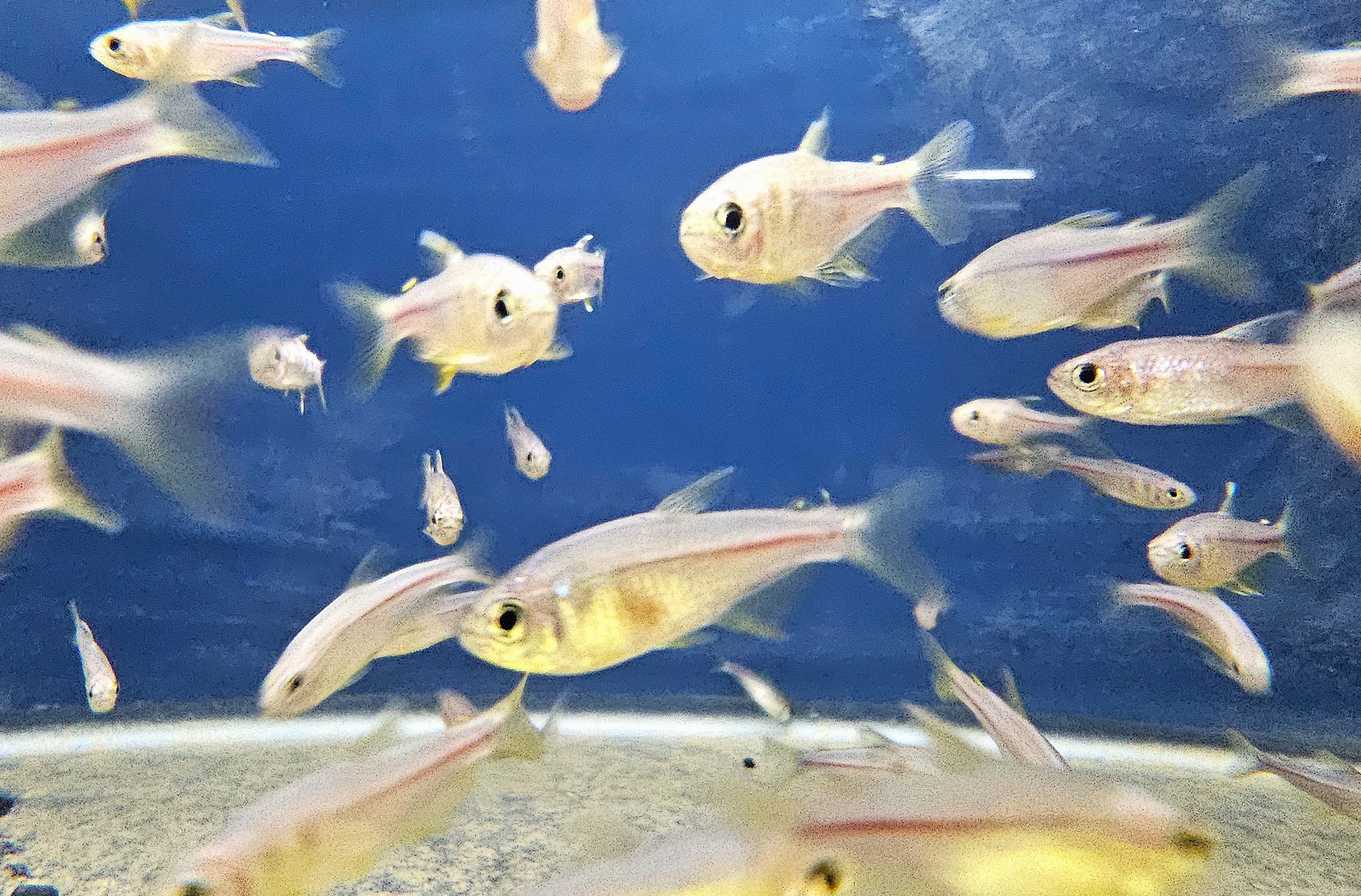 Pink Lemon Tetra 'Paraguaçu' (Hyphessobrycon itaparicensis)