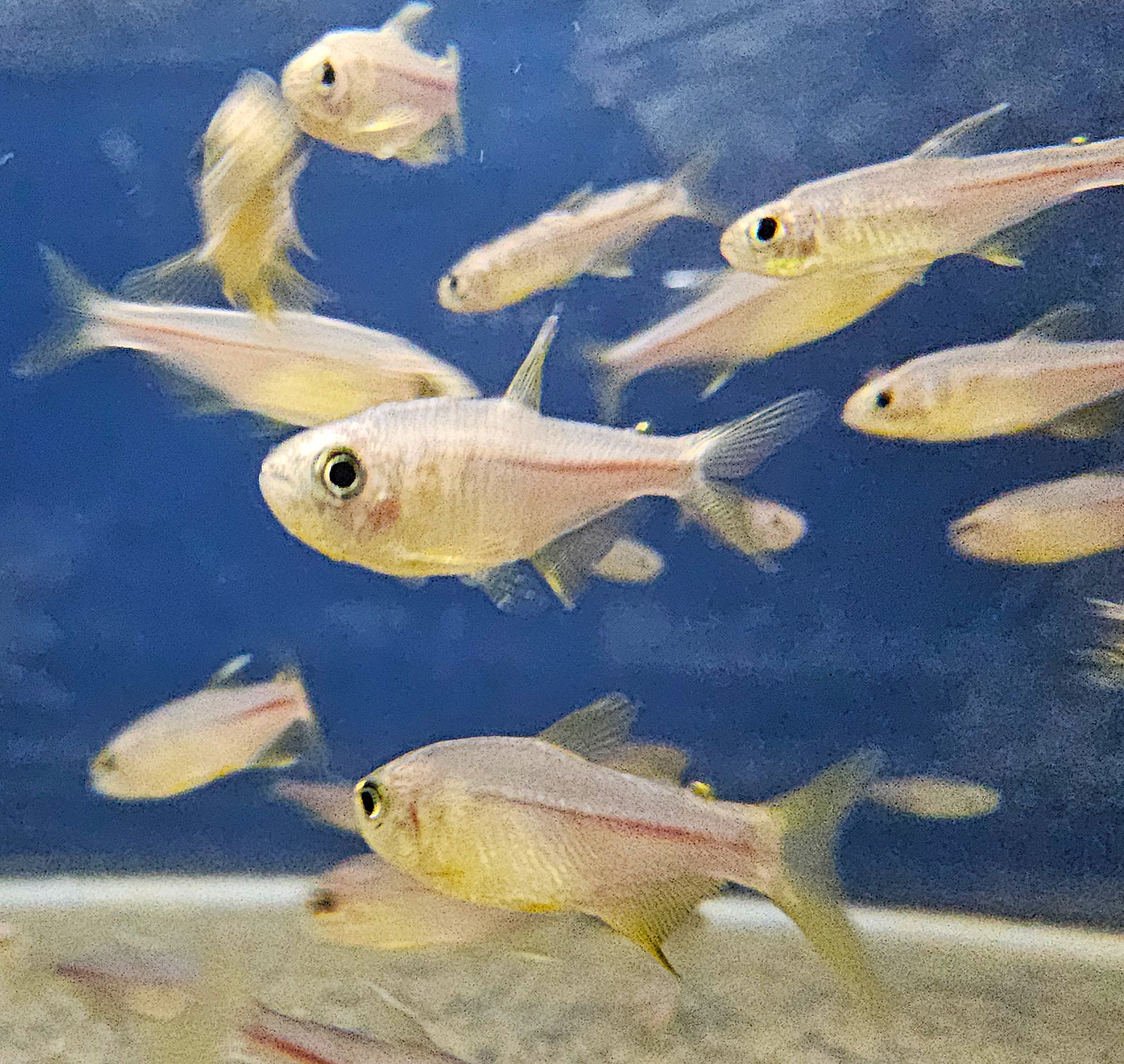 Pink Lemon Tetra 'Paraguaçu' (Hyphessobrycon itaparicensis)
