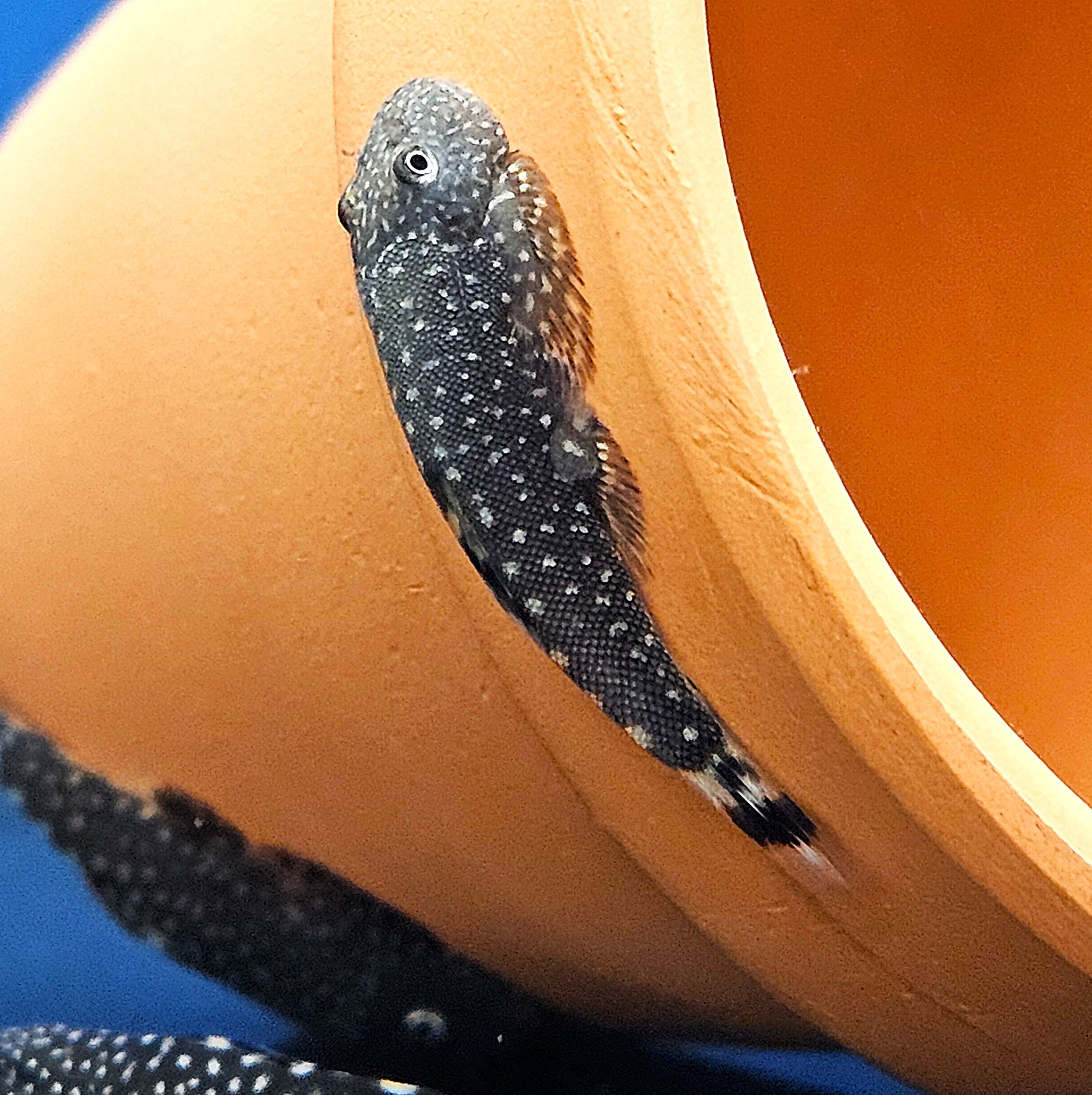 Spiny Head Hillstream Loach (Gastromyzon ctenocephalus)