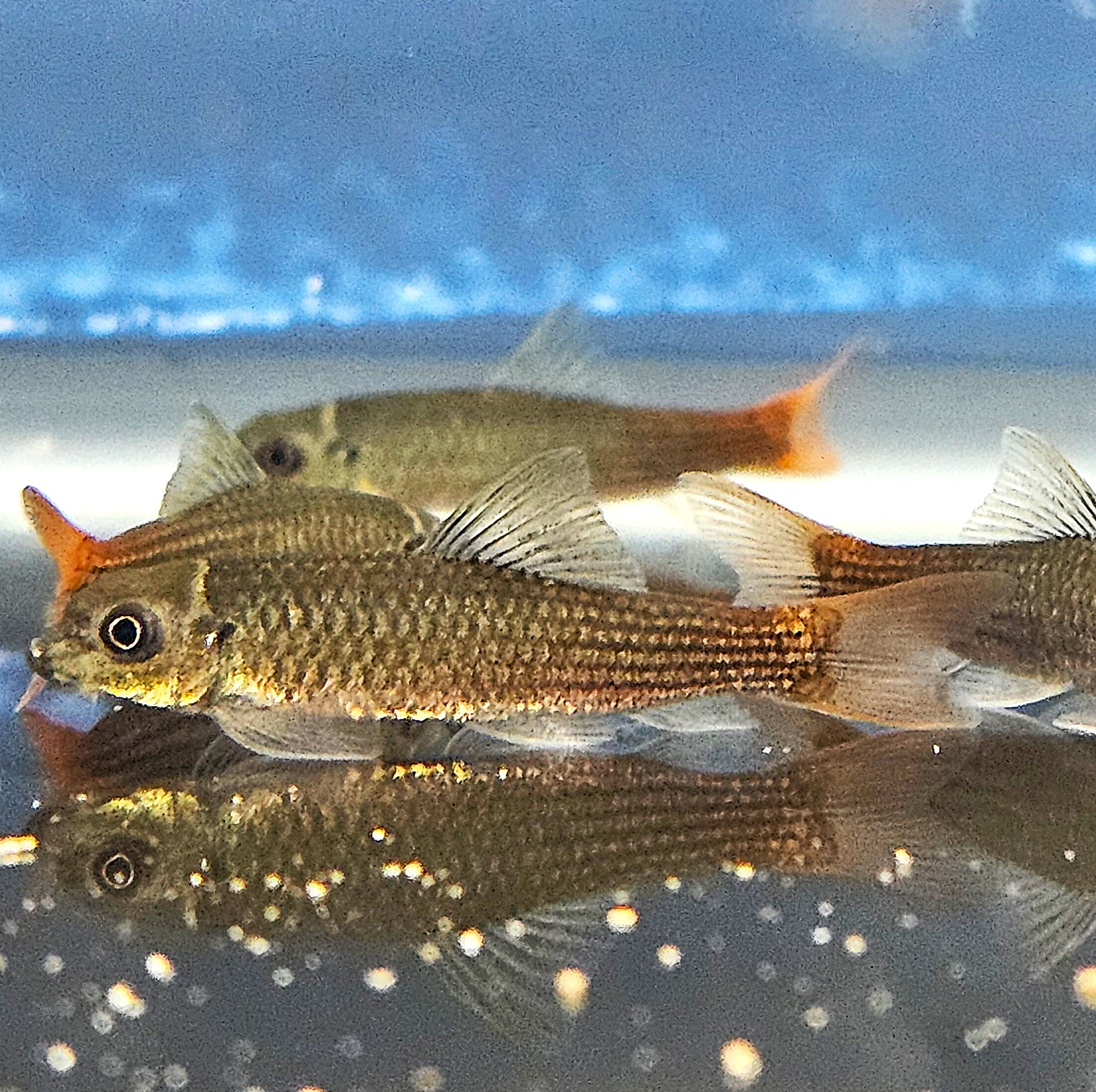 Redtail Garra (Garra pantivogni)