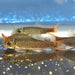 Redtail Garra (Garra pantivogni)