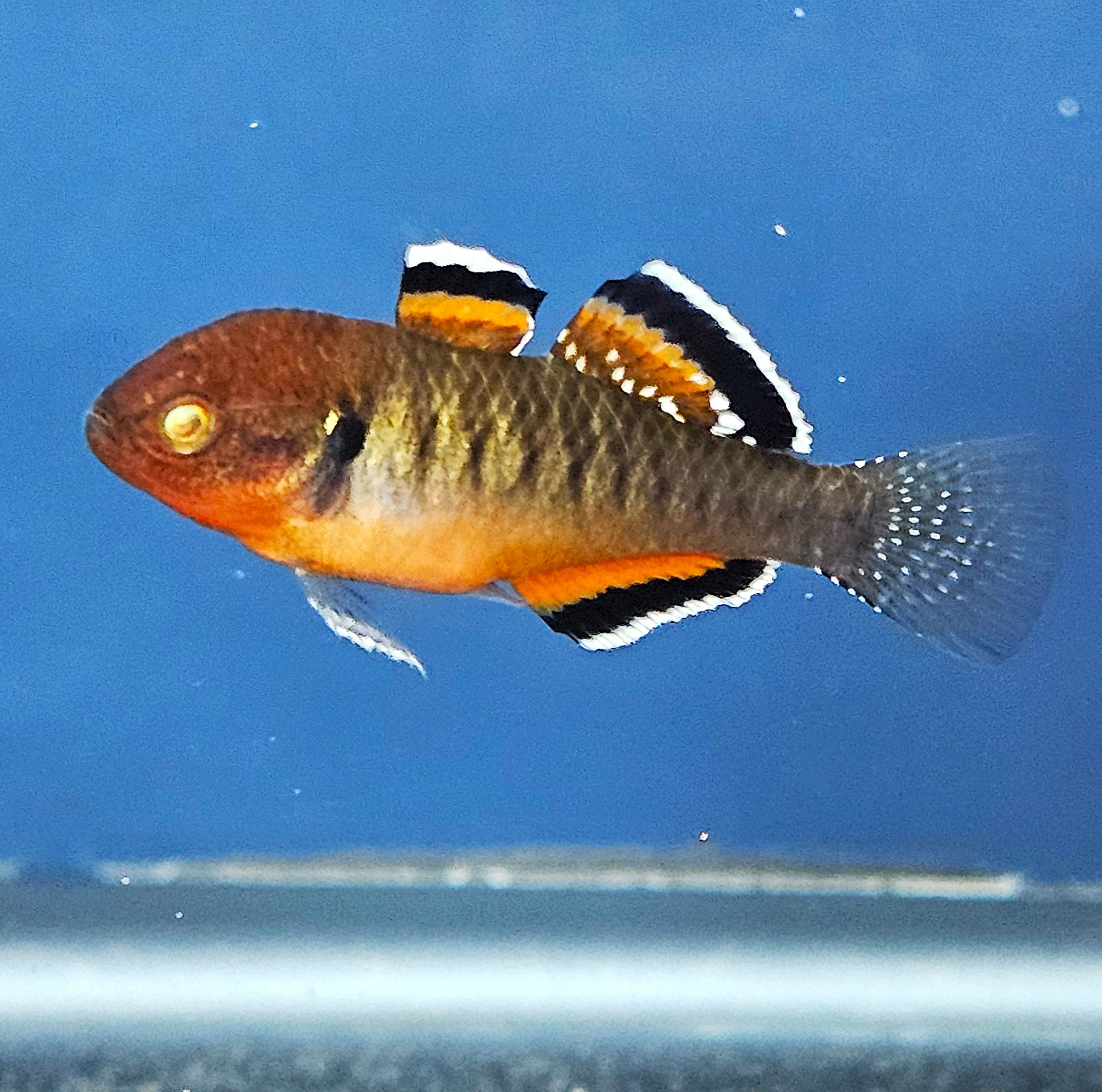 Empire Gudgeon (Hypseleotris compressa)