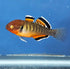 Empire Gudgeon (Hypseleotris compressa)