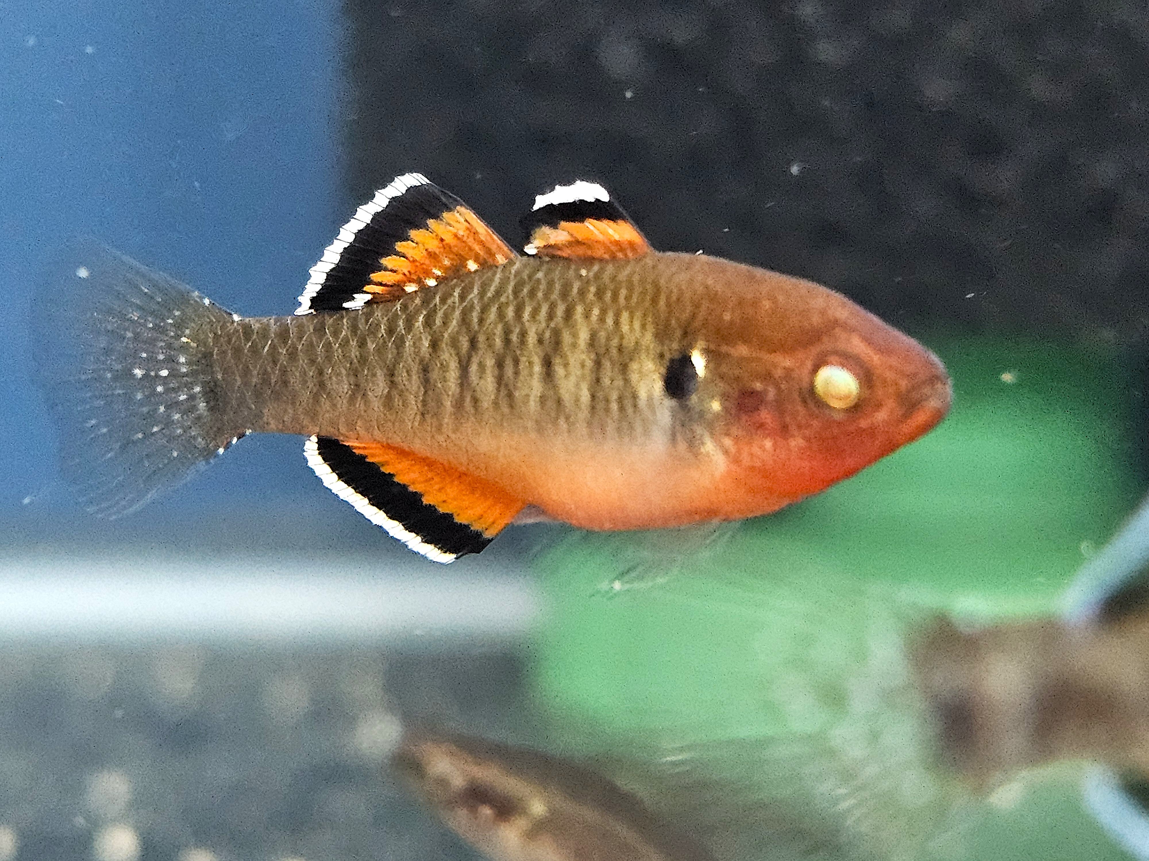 Empire Gudgeon (Hypseleotris compressa)